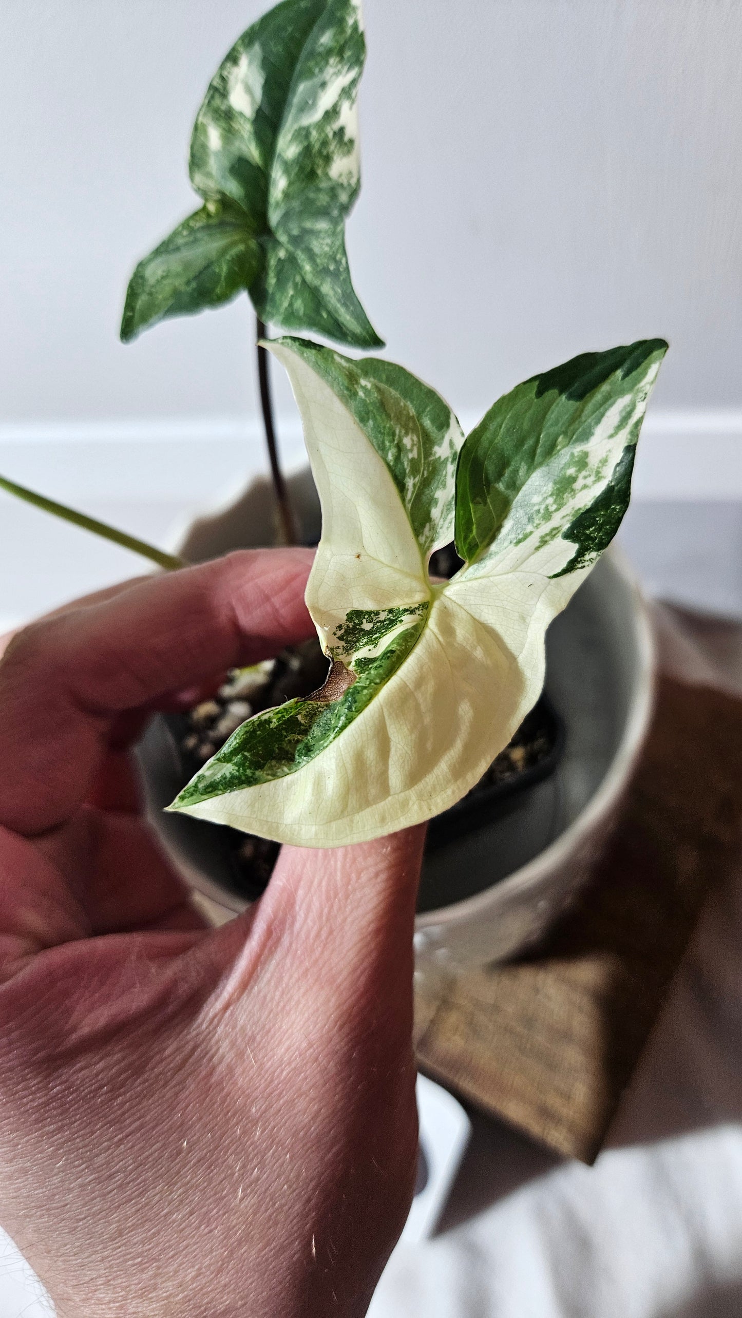 Syngonium Albo (SYN-399)