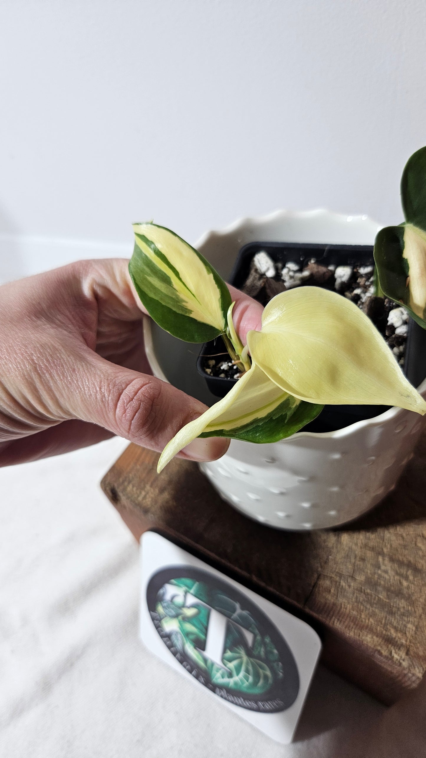 Philodendron Hederaceum Silver Stripe (PHI-735)