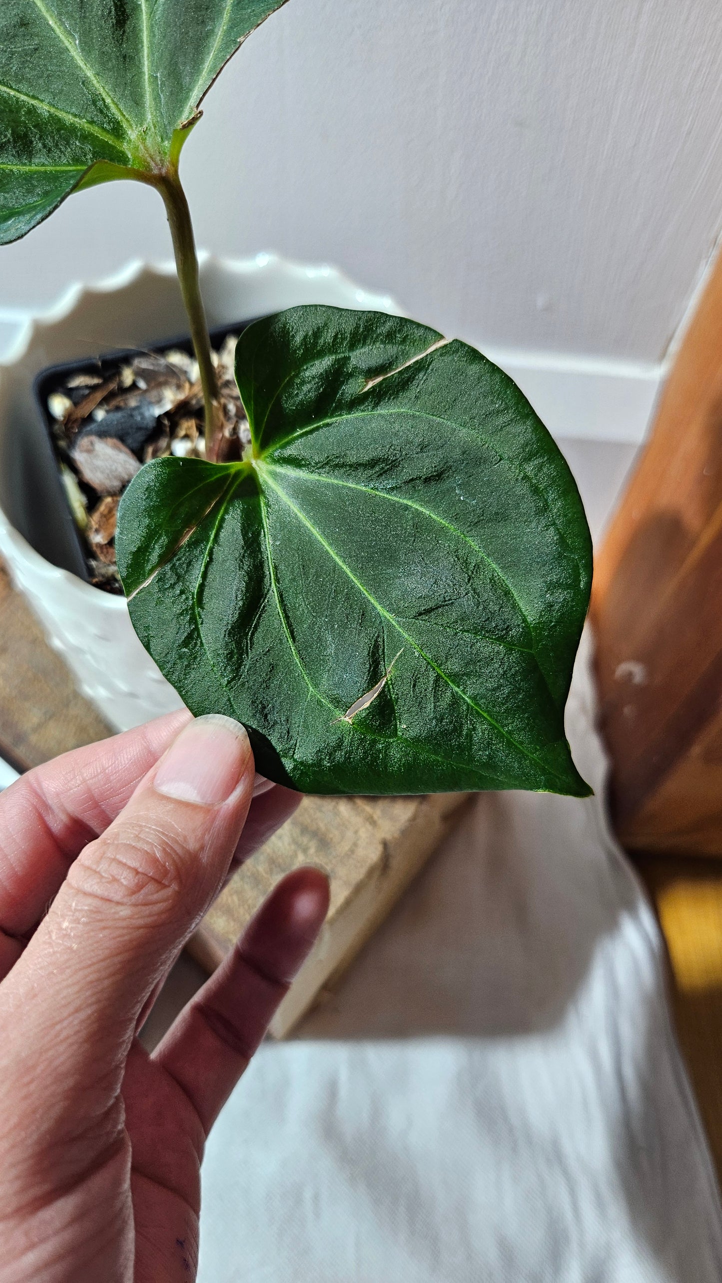 Anthurium KOS HU Round Form"format MEDIUM" (ANT-439)
