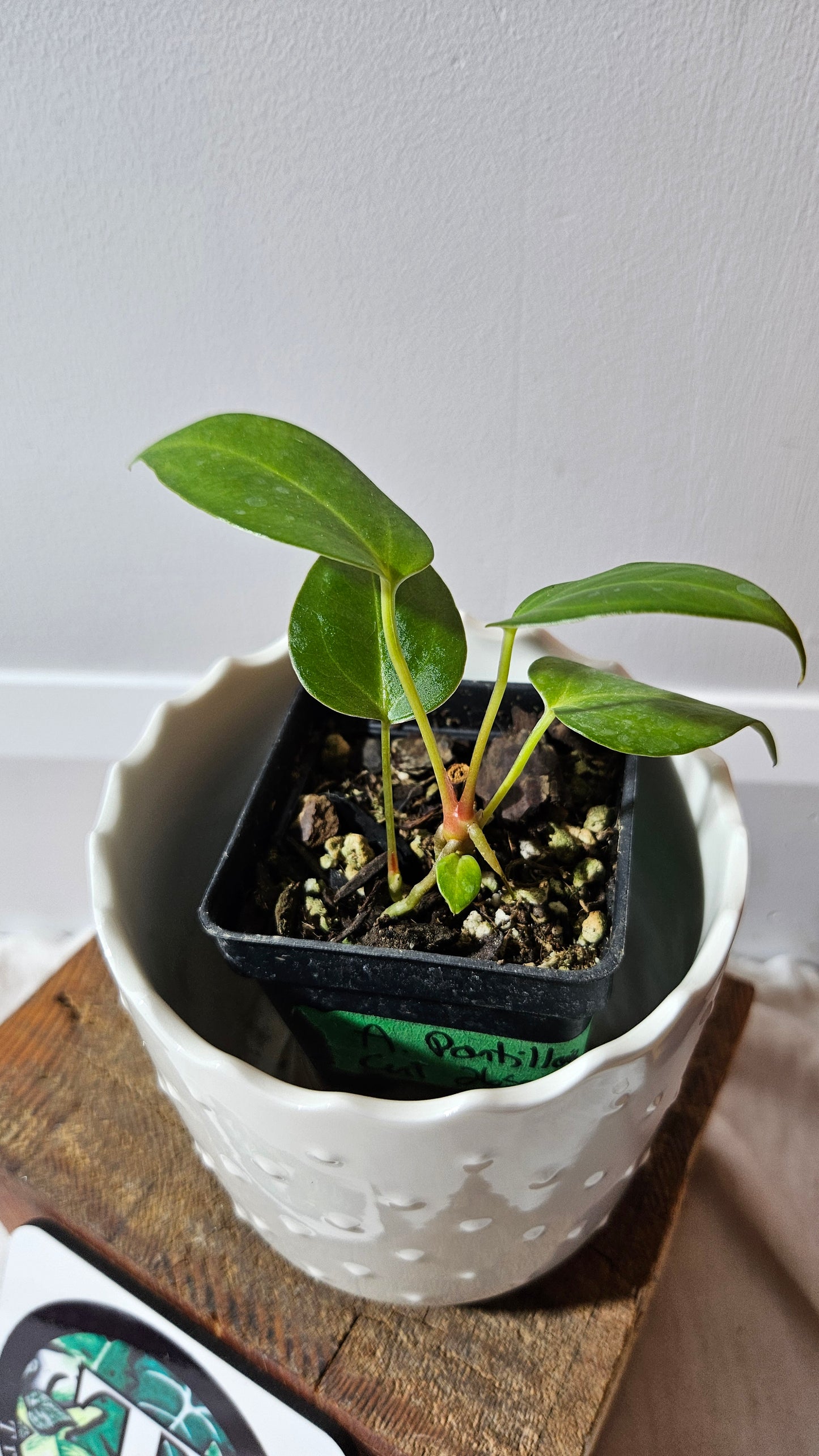 Anthurium Portillae (Indo) "format PETIT" (ANT-494)