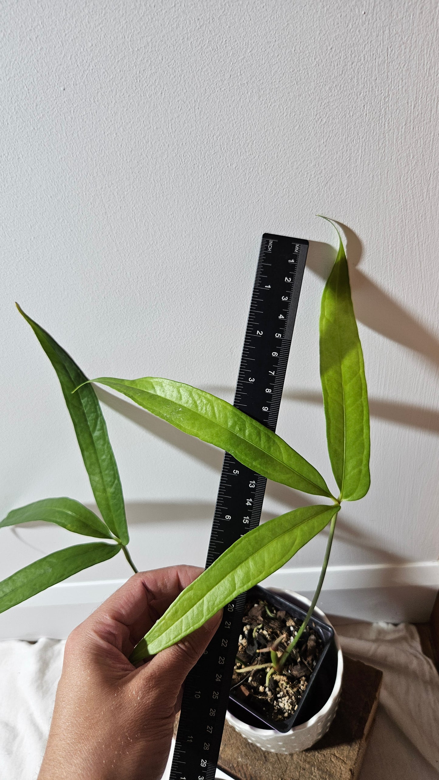 Anthurium Polydactylum "MEDIUM format" (ANT-127)