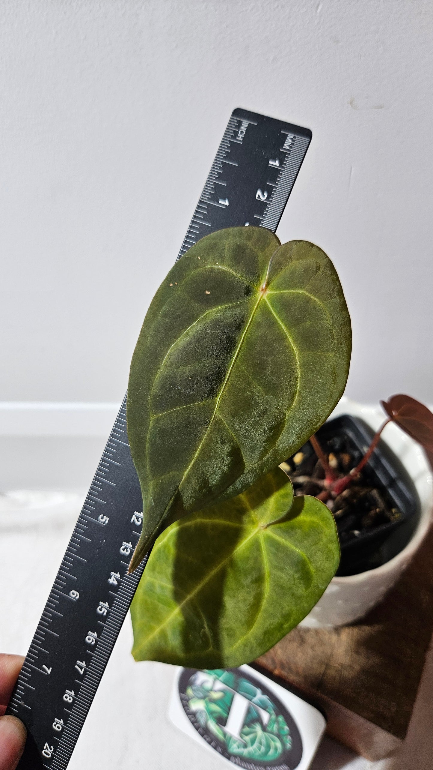 Anthurium BVIT "format MOYEN" (ANT-119)