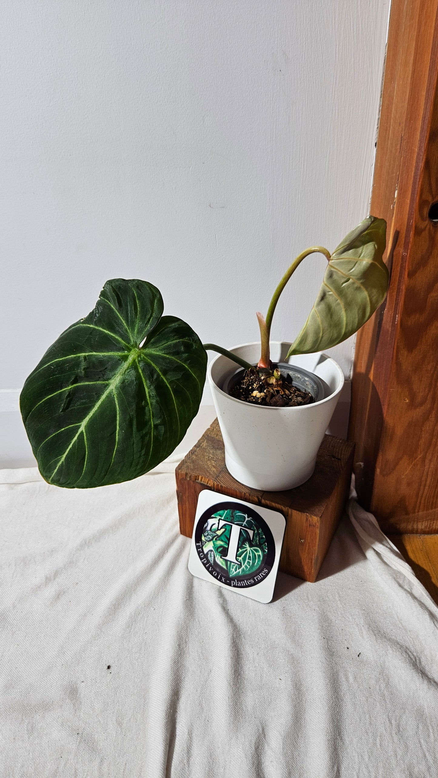 Philodendron Gloriosum Pink (PHI-831)
