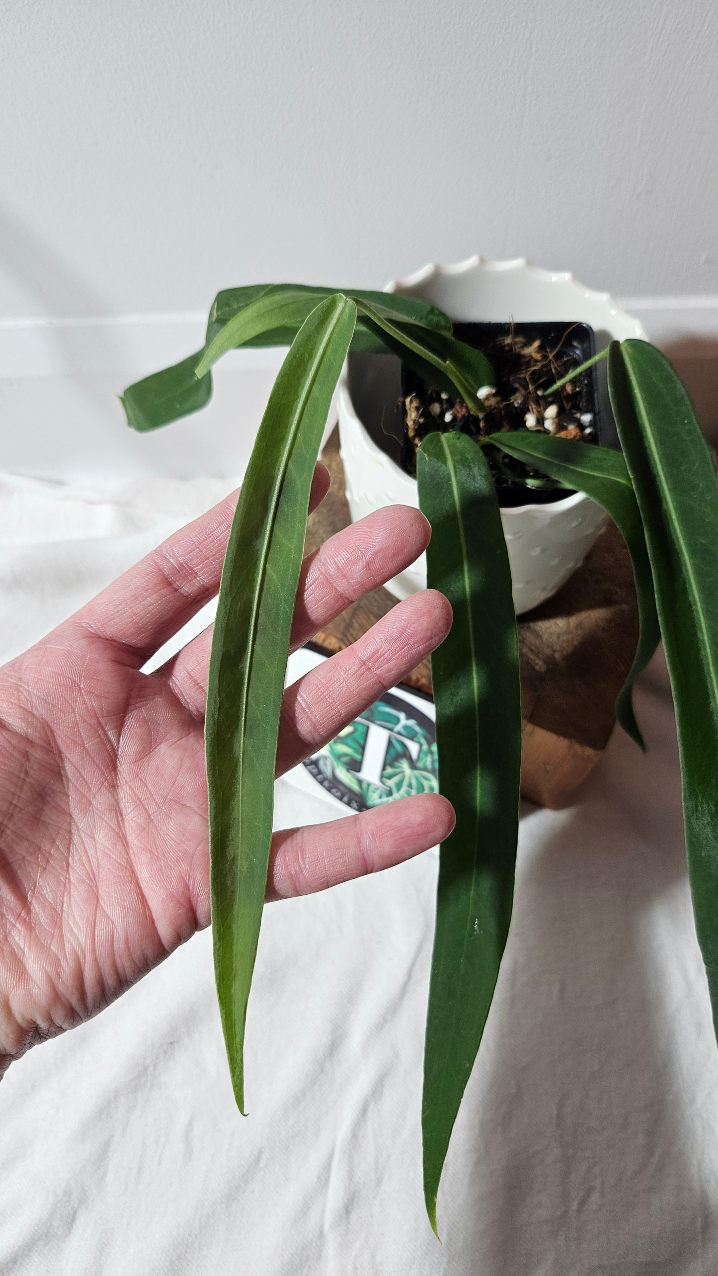 Anthurium Pallidiflorum Narrow "format MOYEN"(ANT-420)