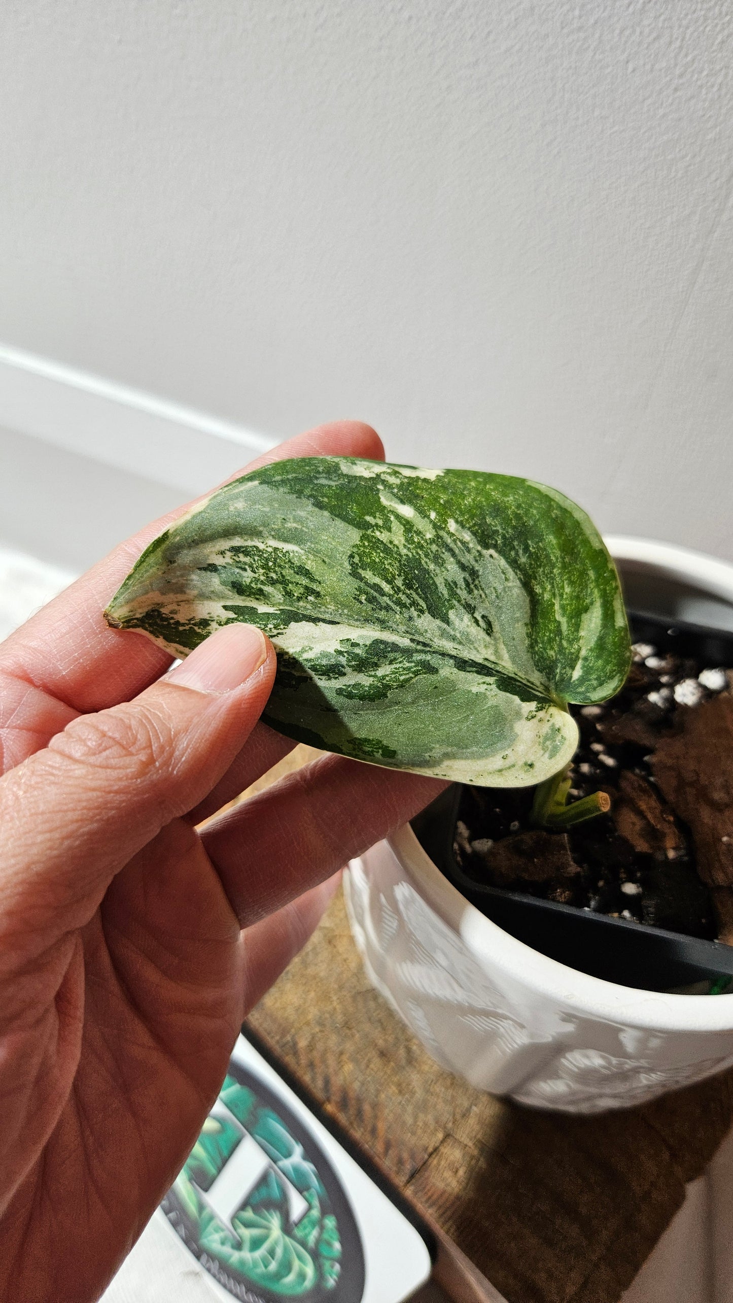 Scindapsus dark Satin Albo (SCI-1100)