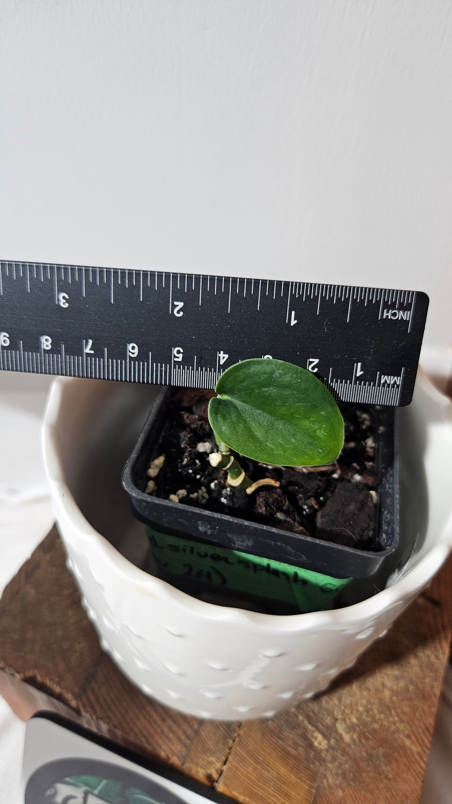 Scindapsus Silver Splash "Green on Green" (SCI-1030)