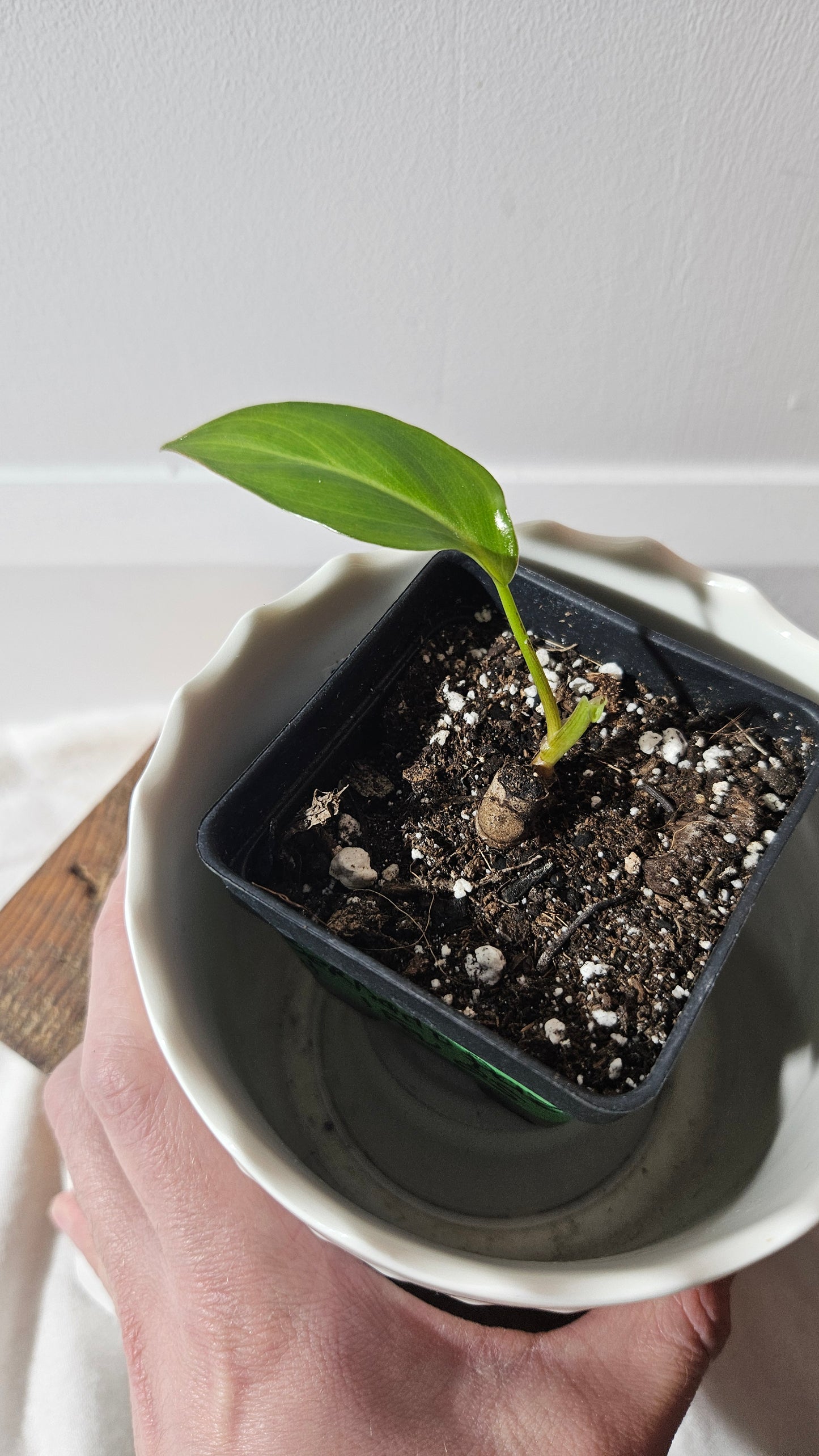 Philodendron Bernadopazi (PHI-764)
