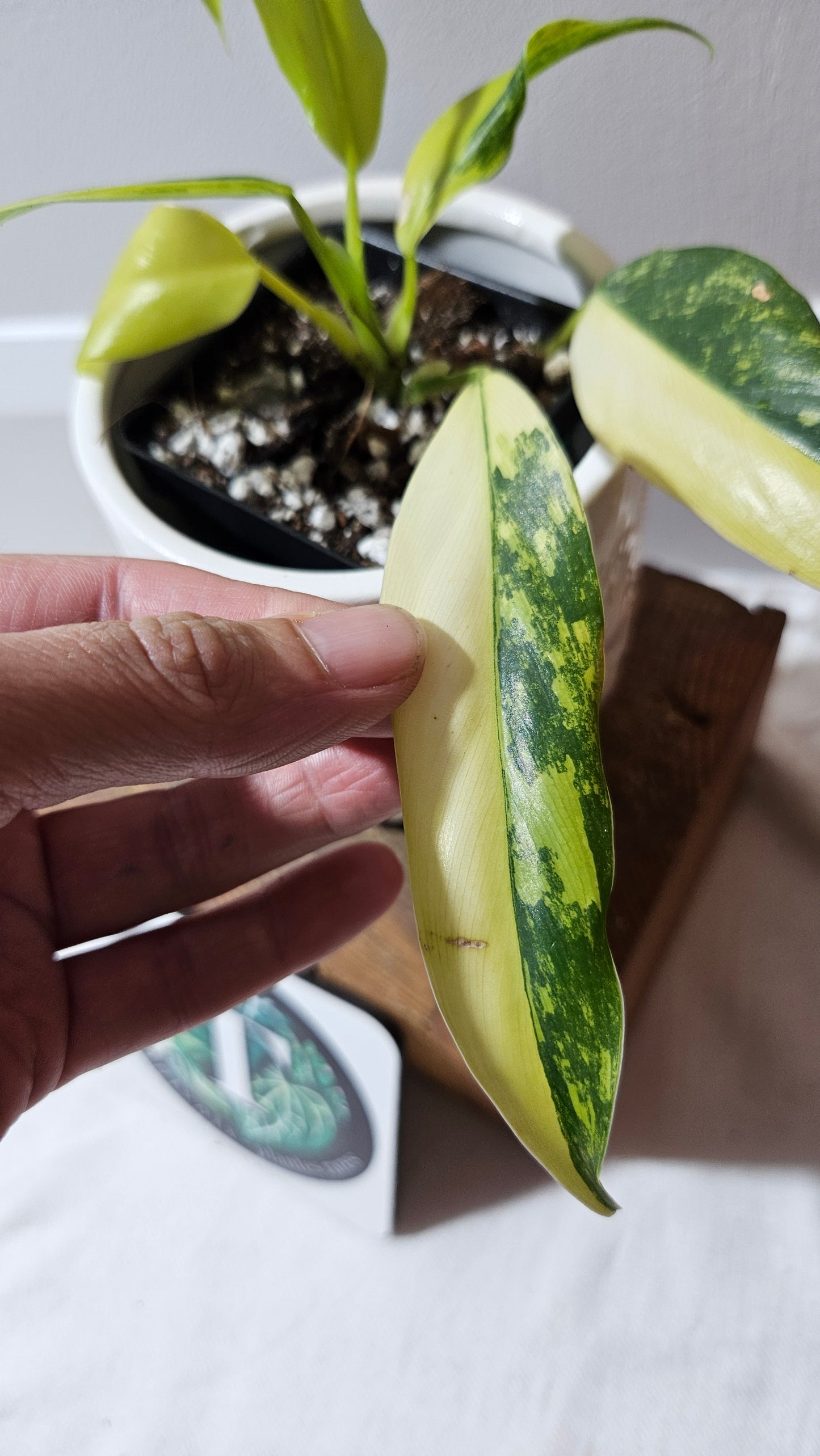 Philodendron Domesticum Variegata (PHI-911)