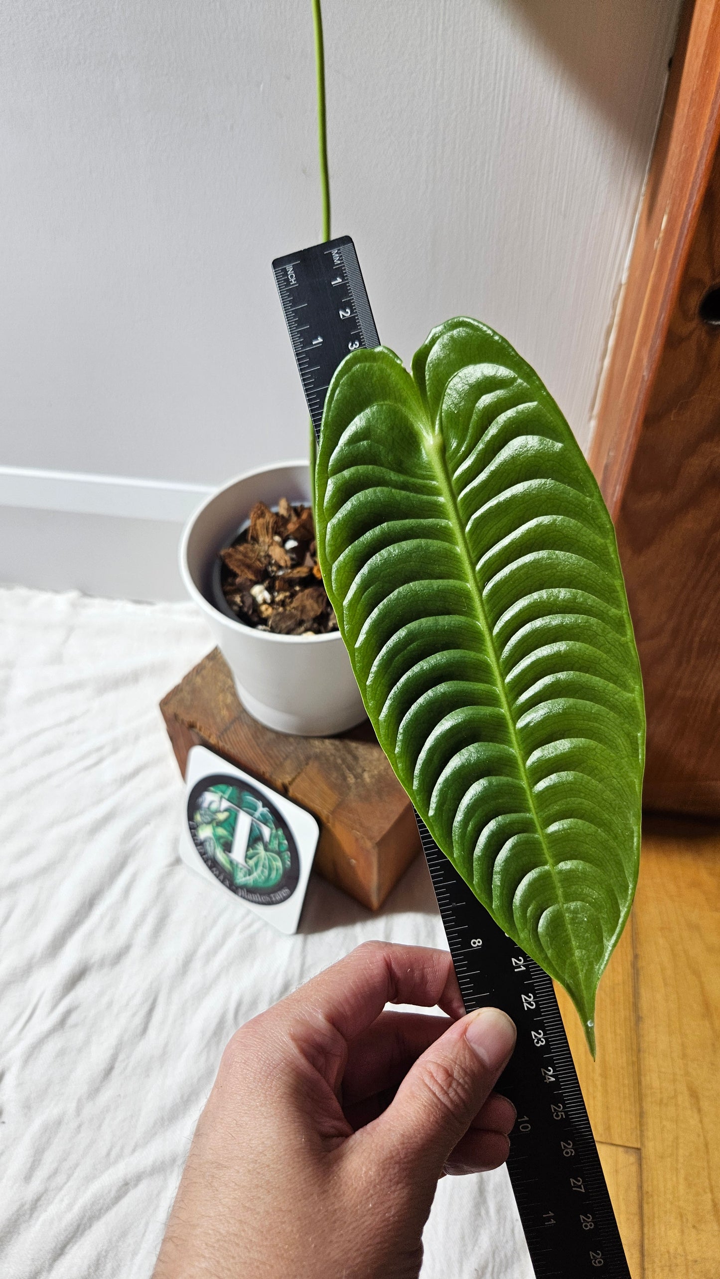 Anthurium Veitchii Narrow "format MOYEN/LARGE" (ANT-607)