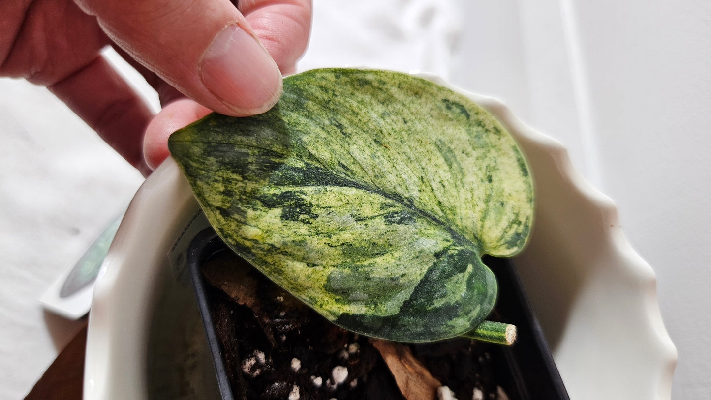 Scindapsus Silver Cloud mutation (SCI-998)