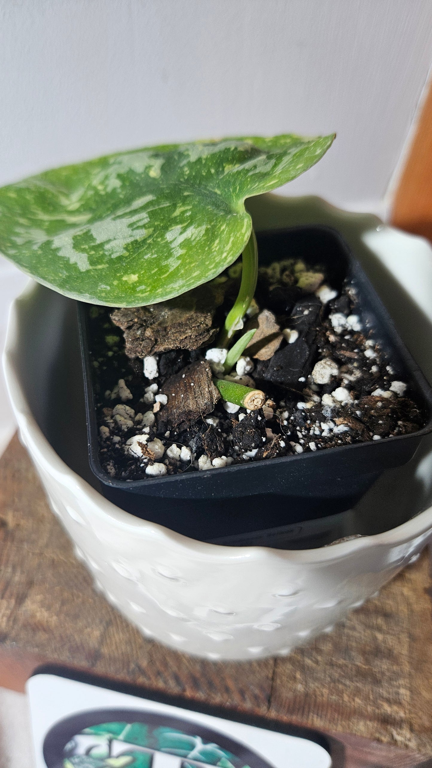 Scindapsus Baticon (SCI-923)