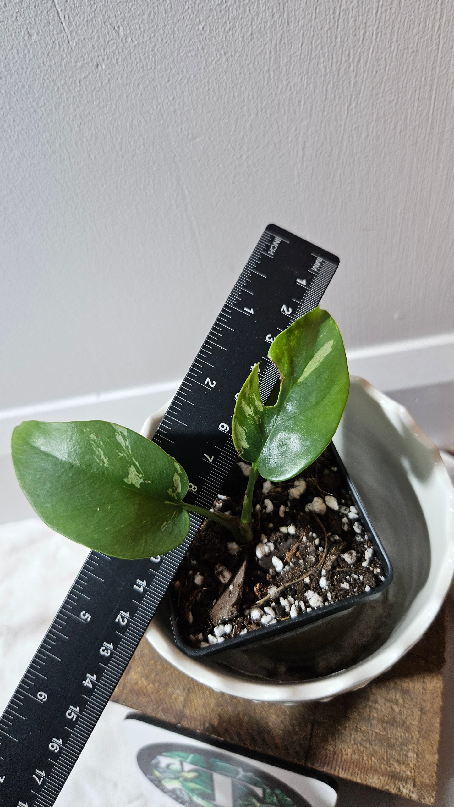 Rhaphidophora Tetrasperma Variegata (AUT-079)
