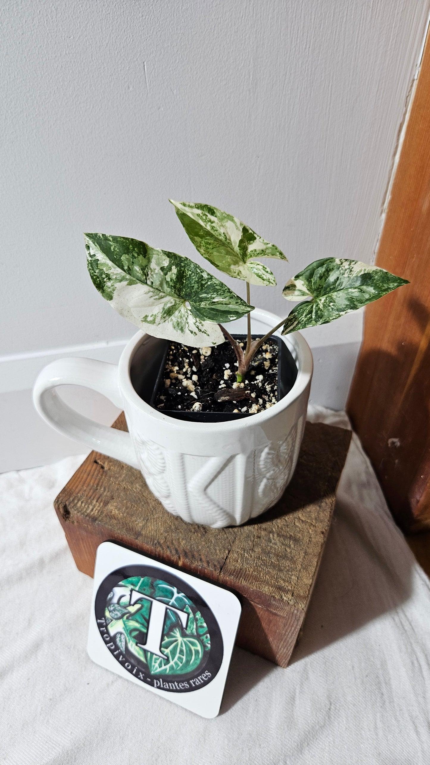 Syngonium Albo (SYN-468)