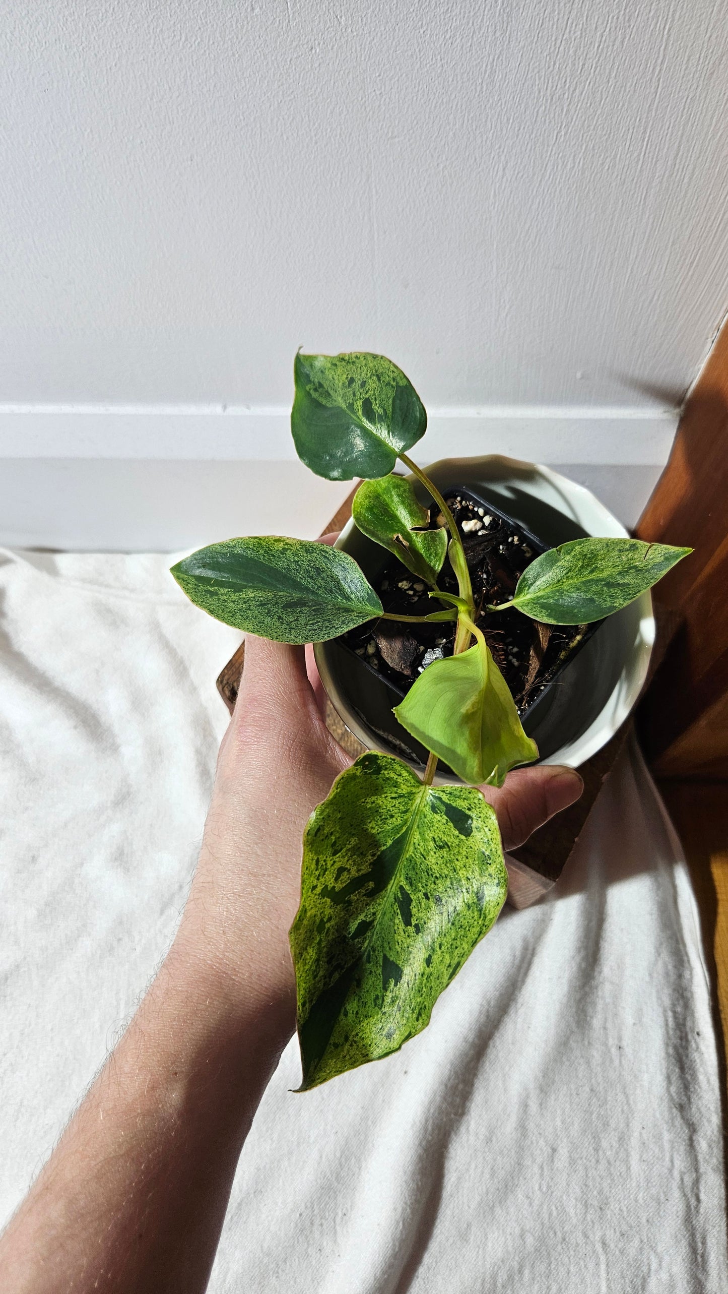 Philodendron BurleMarx Variegata X Paraiso Verde (PHI-790)