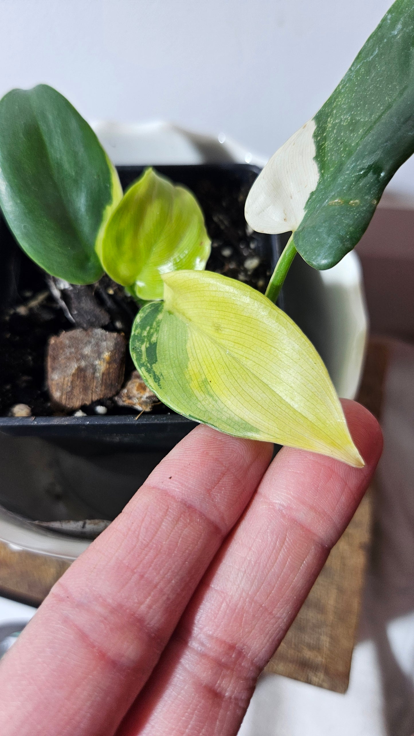 Philodendron Violin Variegata (PHI-583)