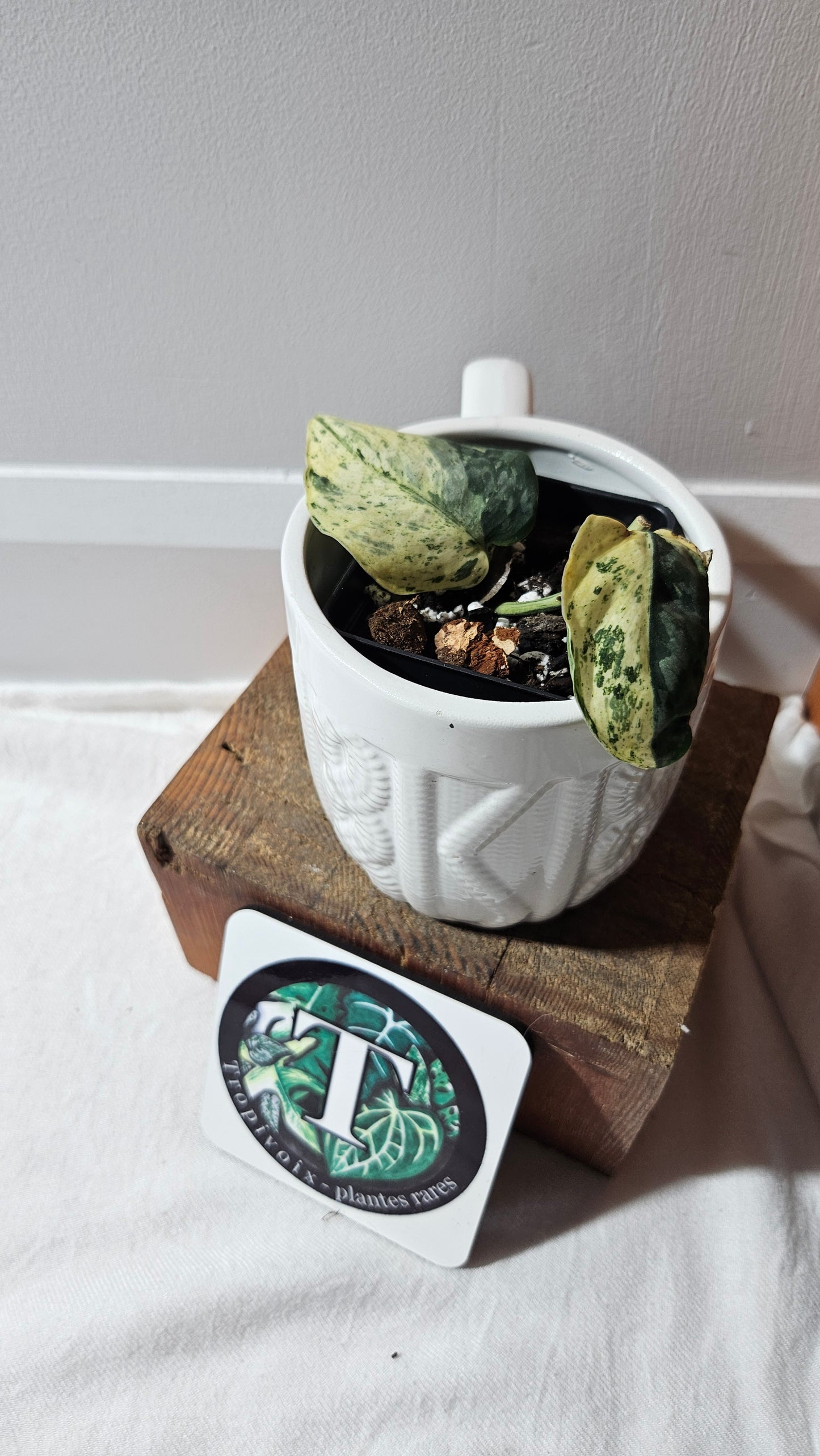 Scindapsus Silver Cloud mutation (SCI-1088)
