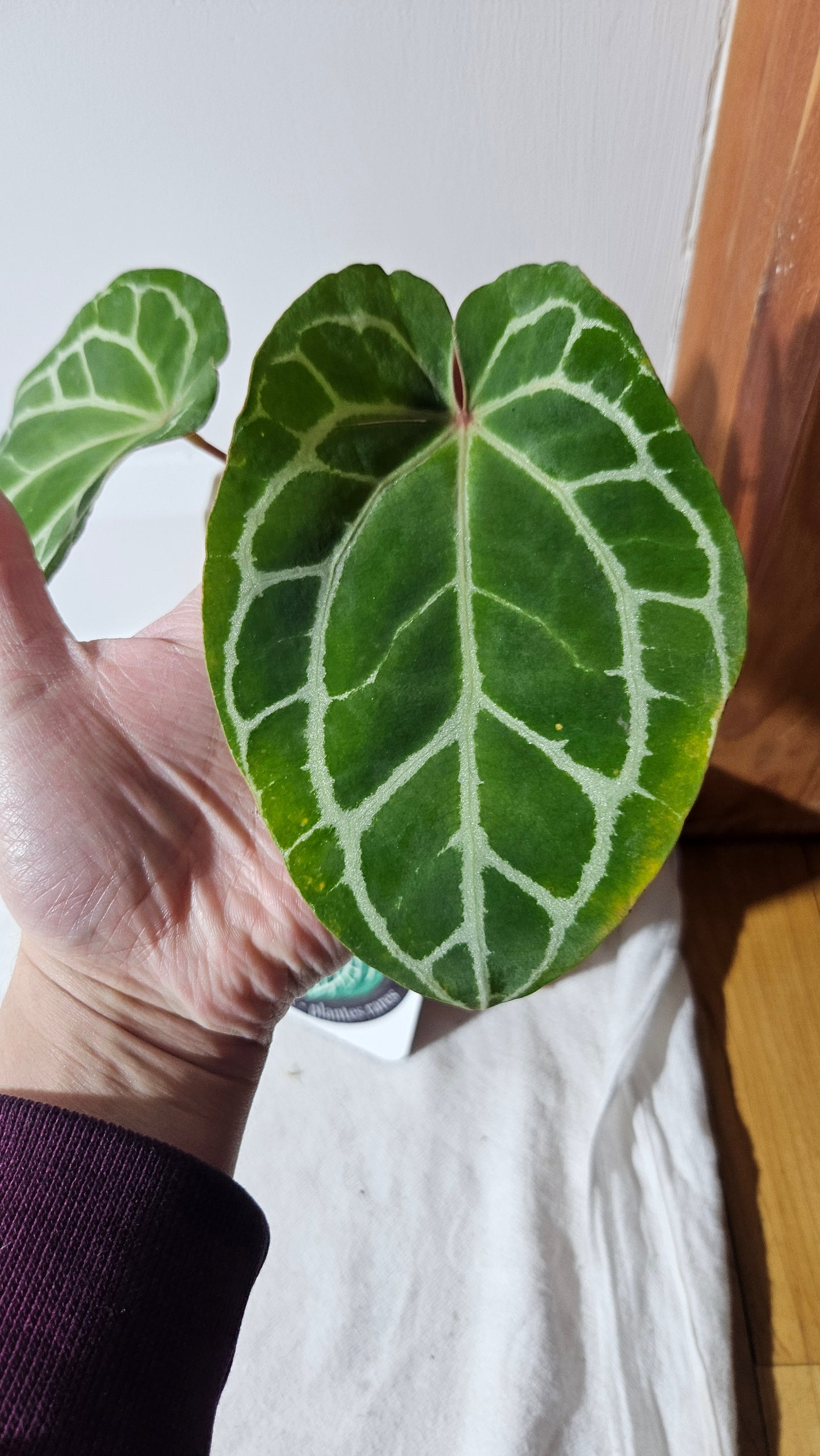 Anthurium Crystallinum (d'équateur) "format MOYEN" (ANT-387)