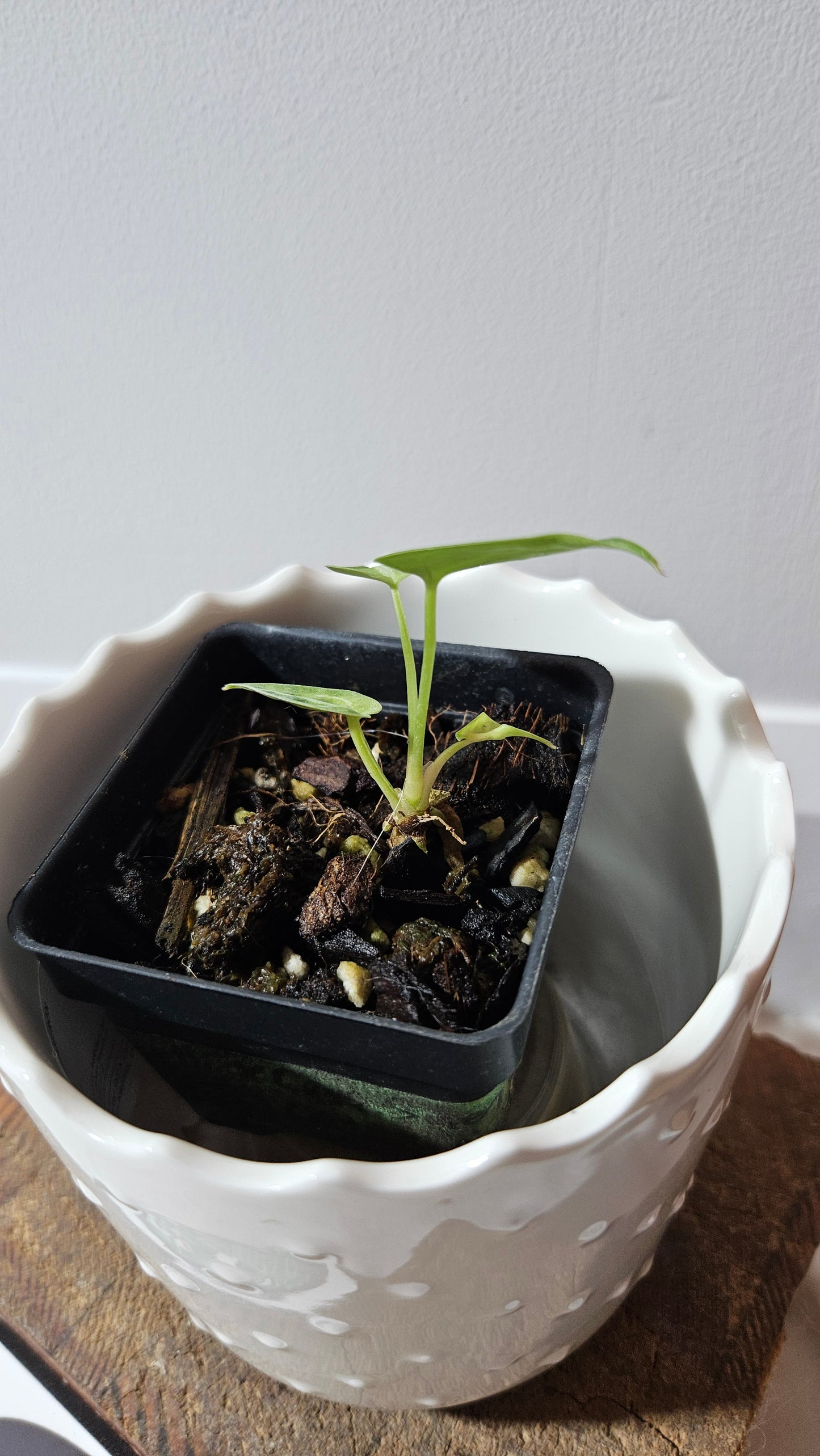 Anthurium Forgetti X Crystallinum Silver "format SEEDLING" (ANT-525)