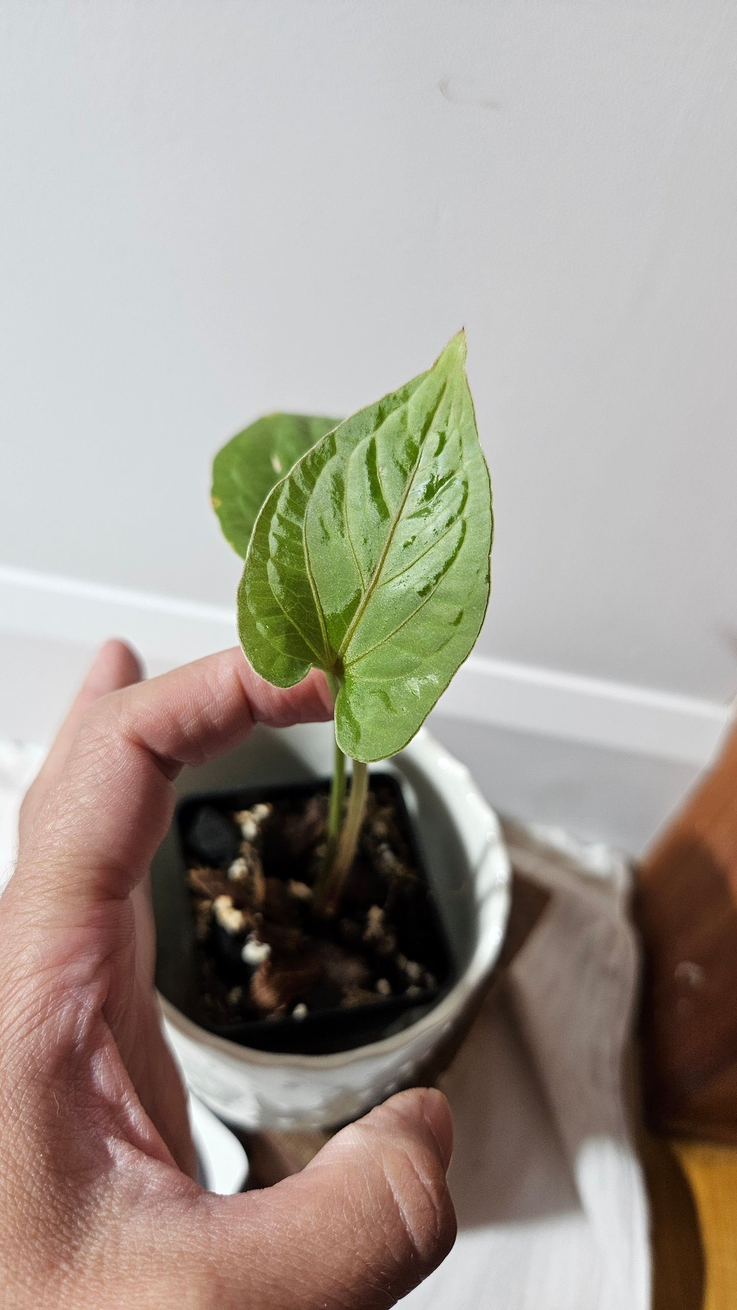 Anthurium Kunayalense "format MOYEN" (ANT-455)