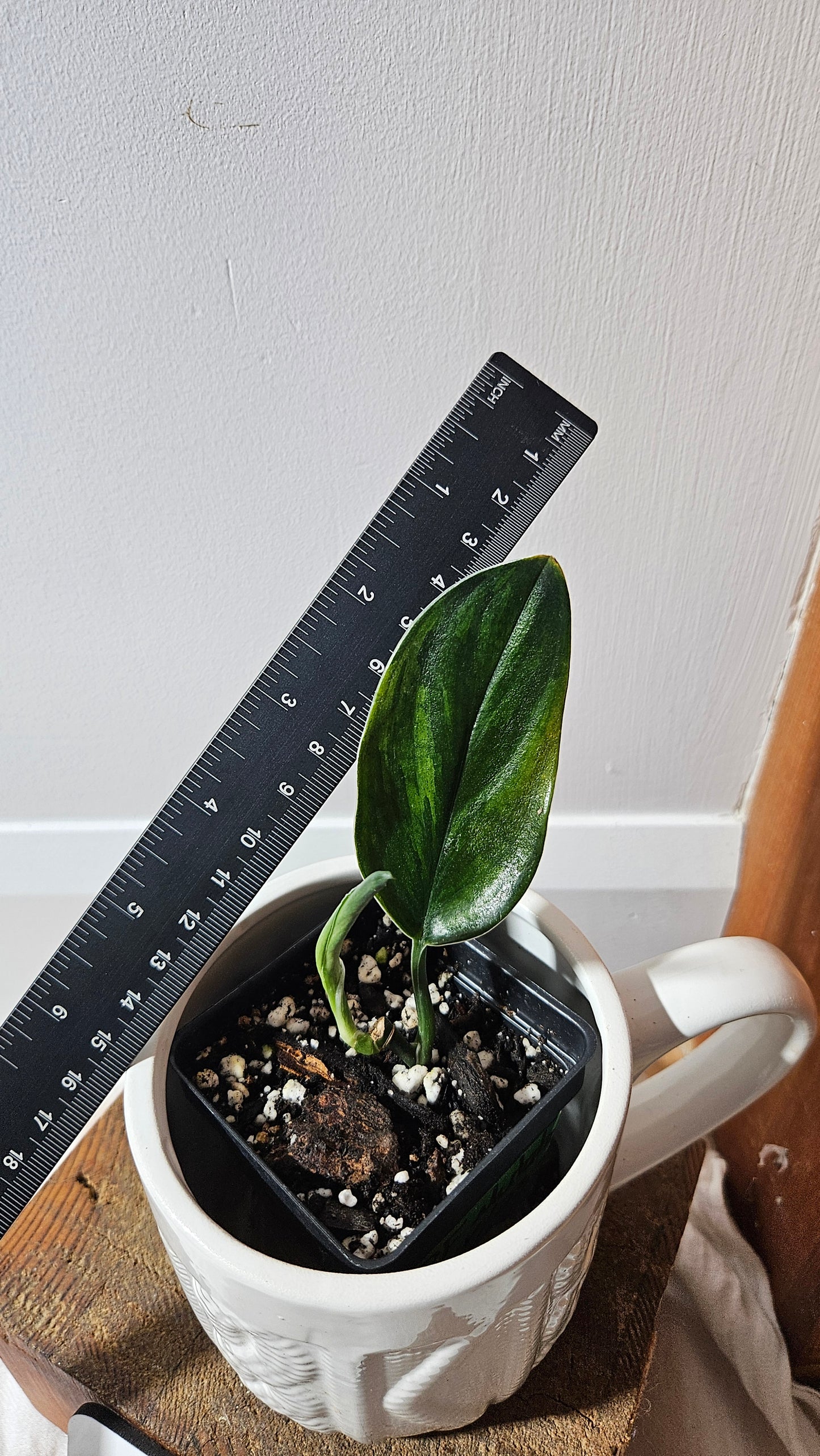 Scindapsus Treubii Dark Form Néon/Mutation (SCI-1277)