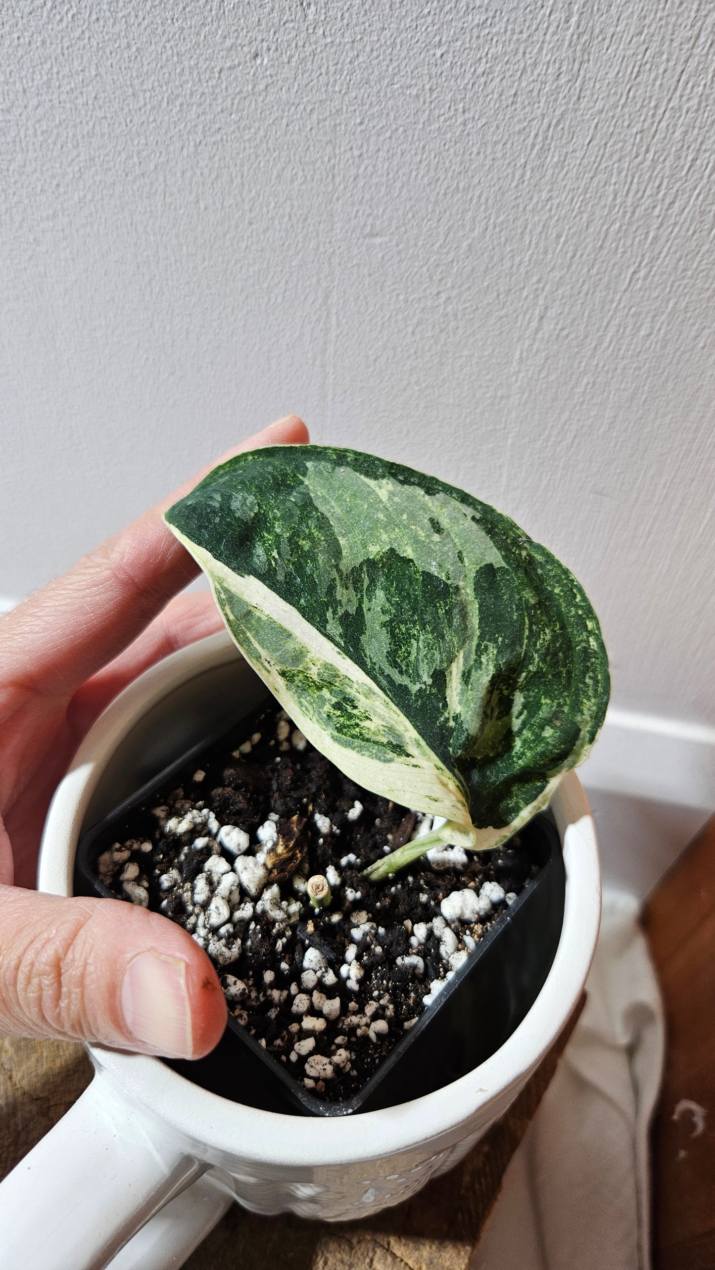 Scindapsus Black Dragon white (SCI-1074)