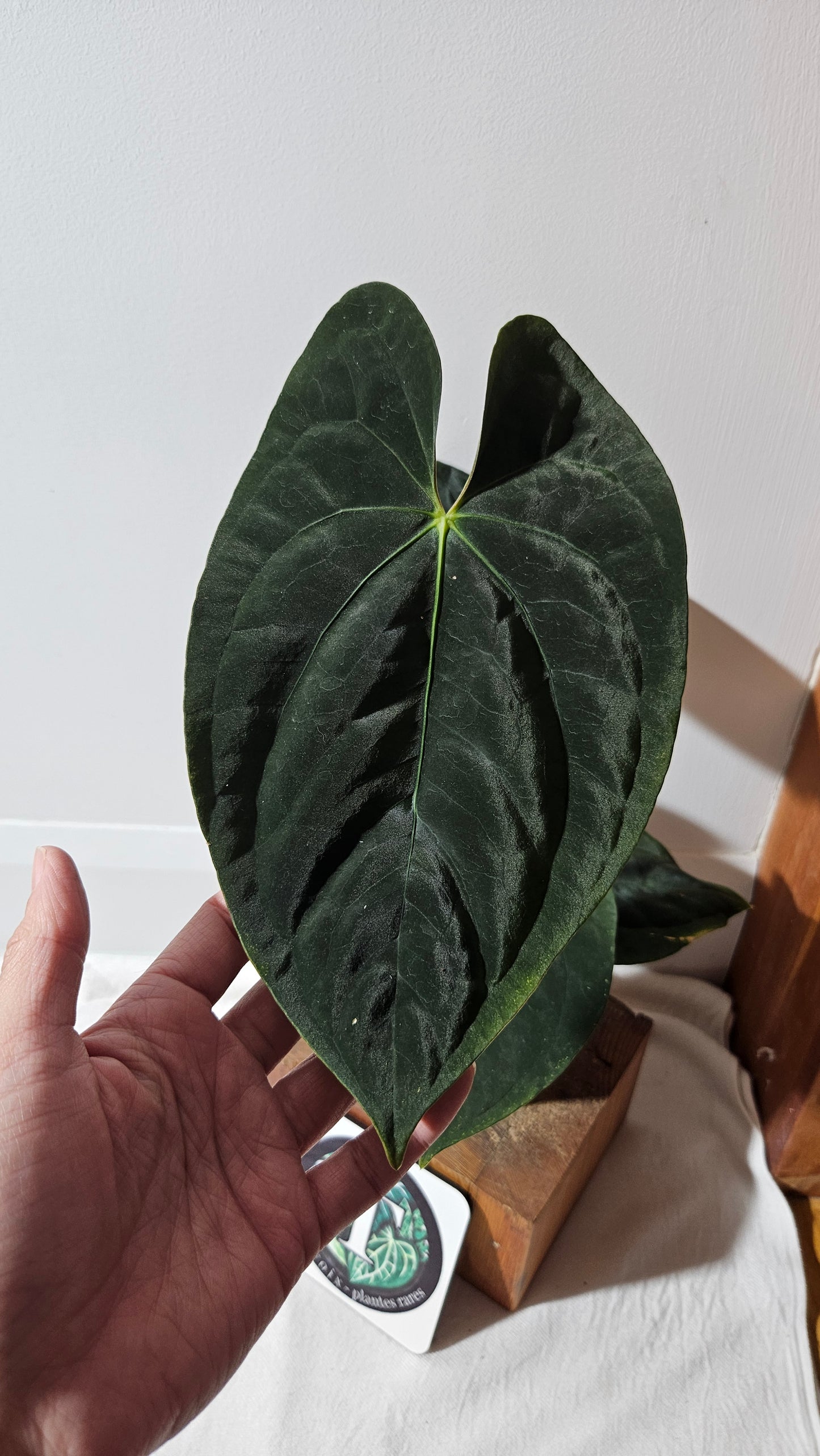 Anthurium Blue Papillilaminum "format LARGE" (ANT-431)