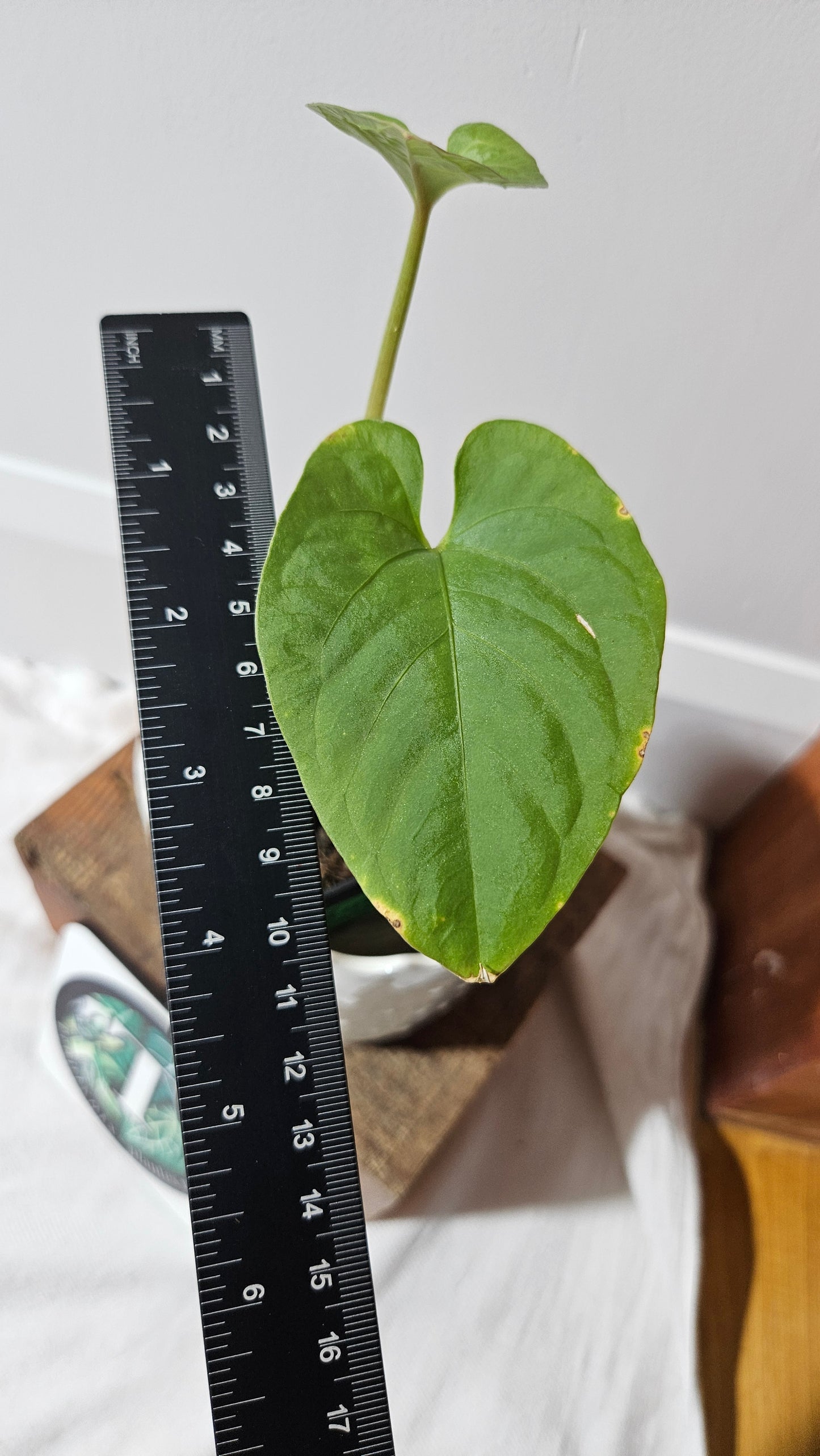Anthurium Kunayalense "format MOYEN" (ANT-455)