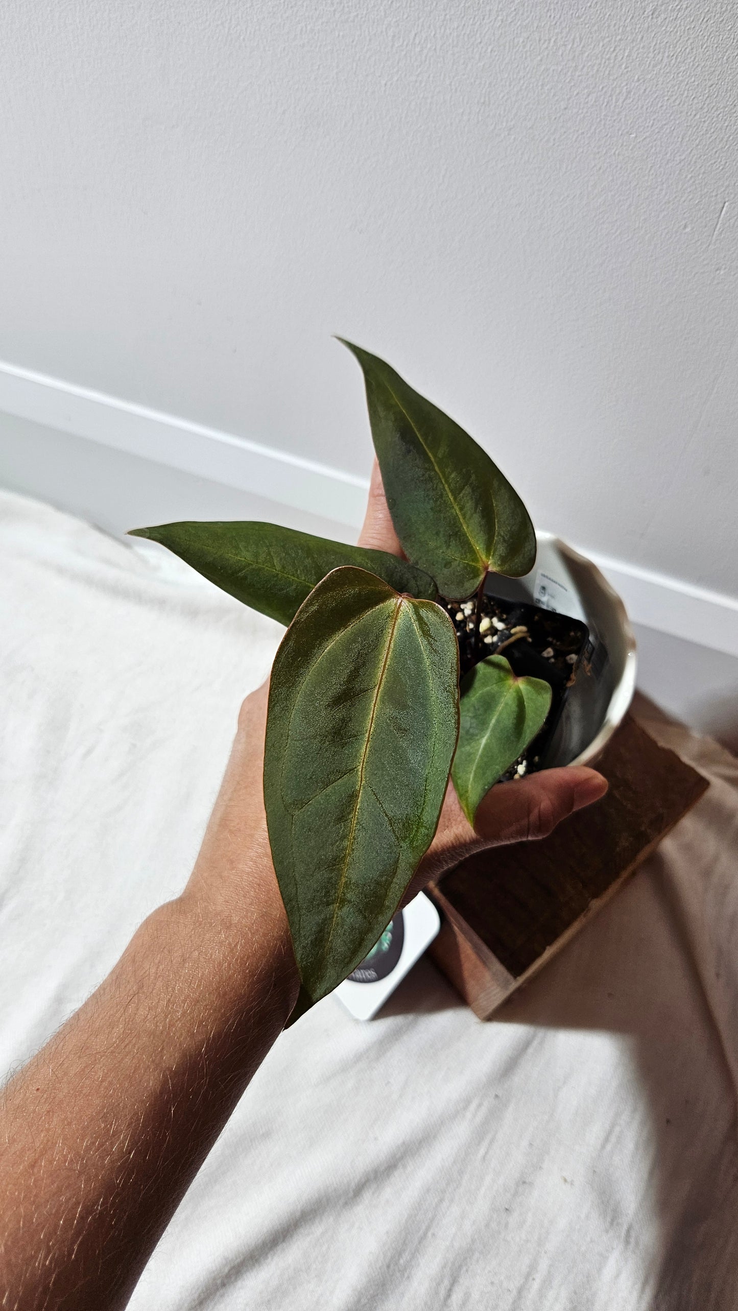 Anthurium Carlablackiae (Indo) X Papillilaminum "format MOYEN" (ANT-472)