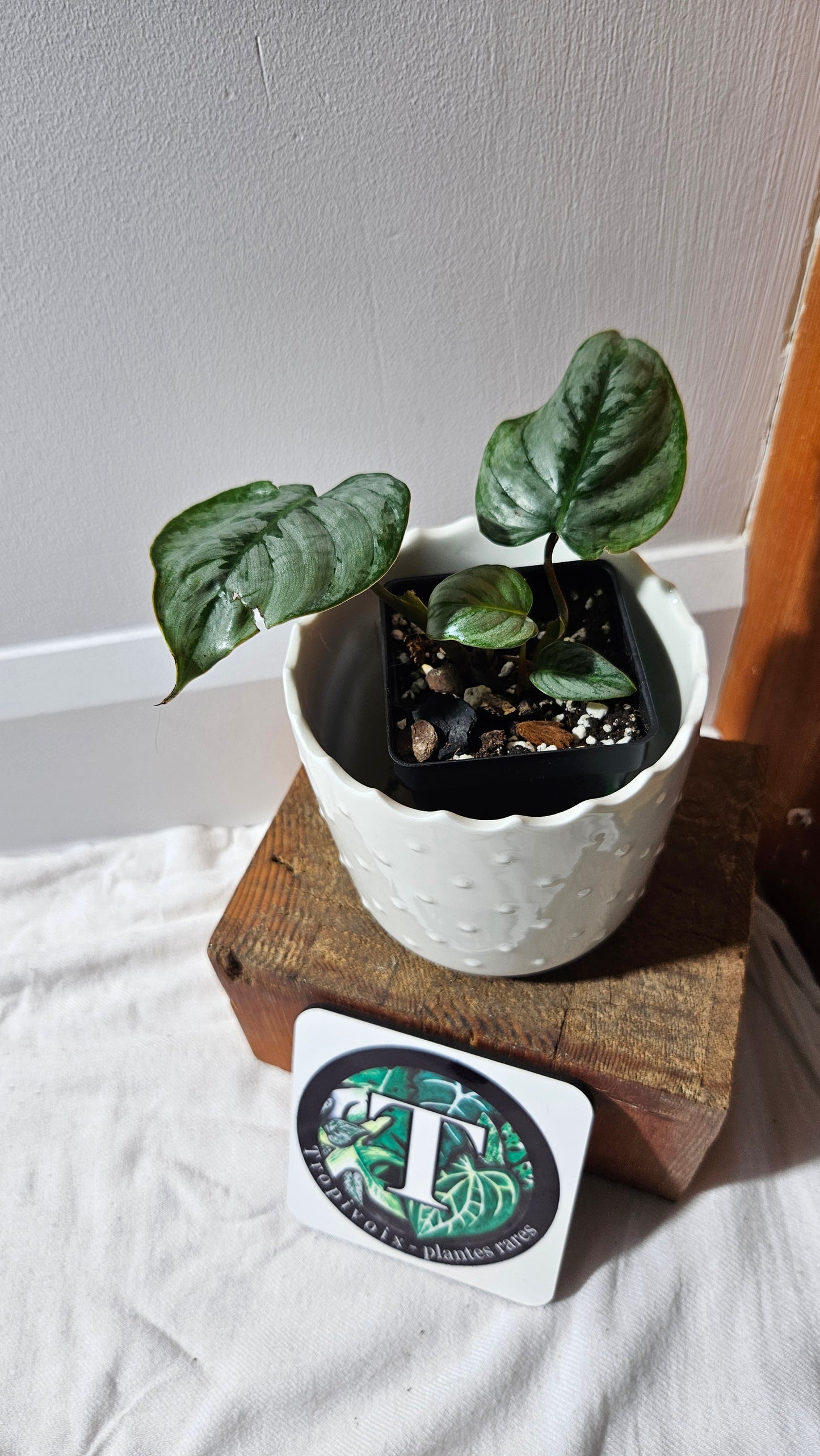Philodendron Sodiroi (PHI-871)