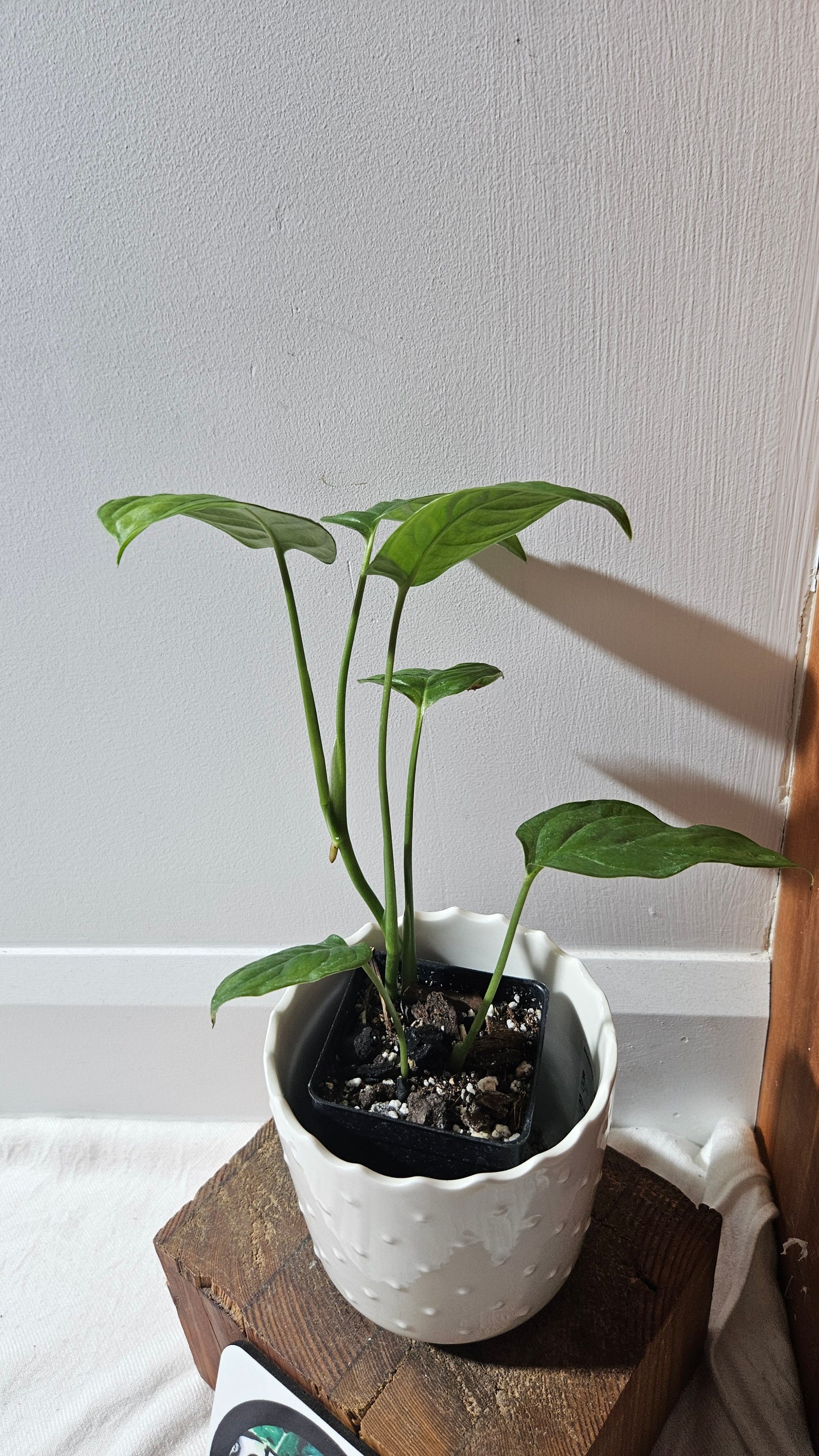 Monstera Obliqua Aff Esmeraldense Golden (MON-441)
