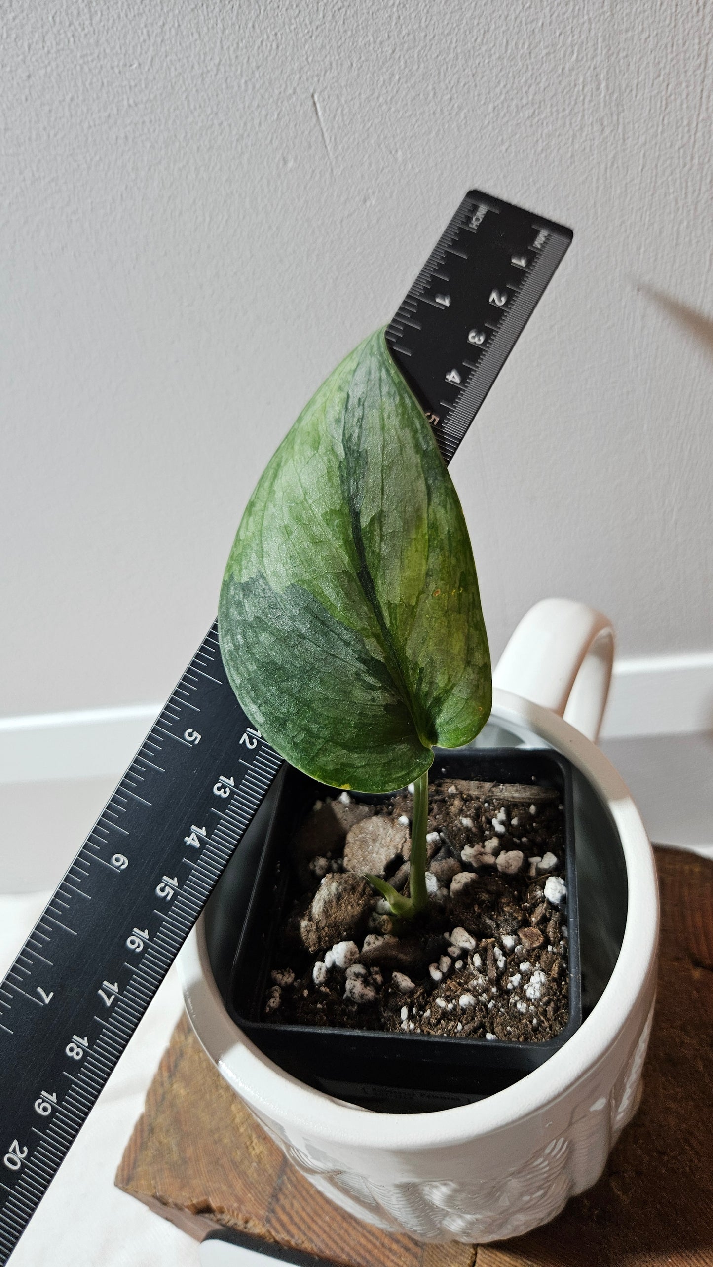 Scindapsus Pajajaran (SCI-1258)