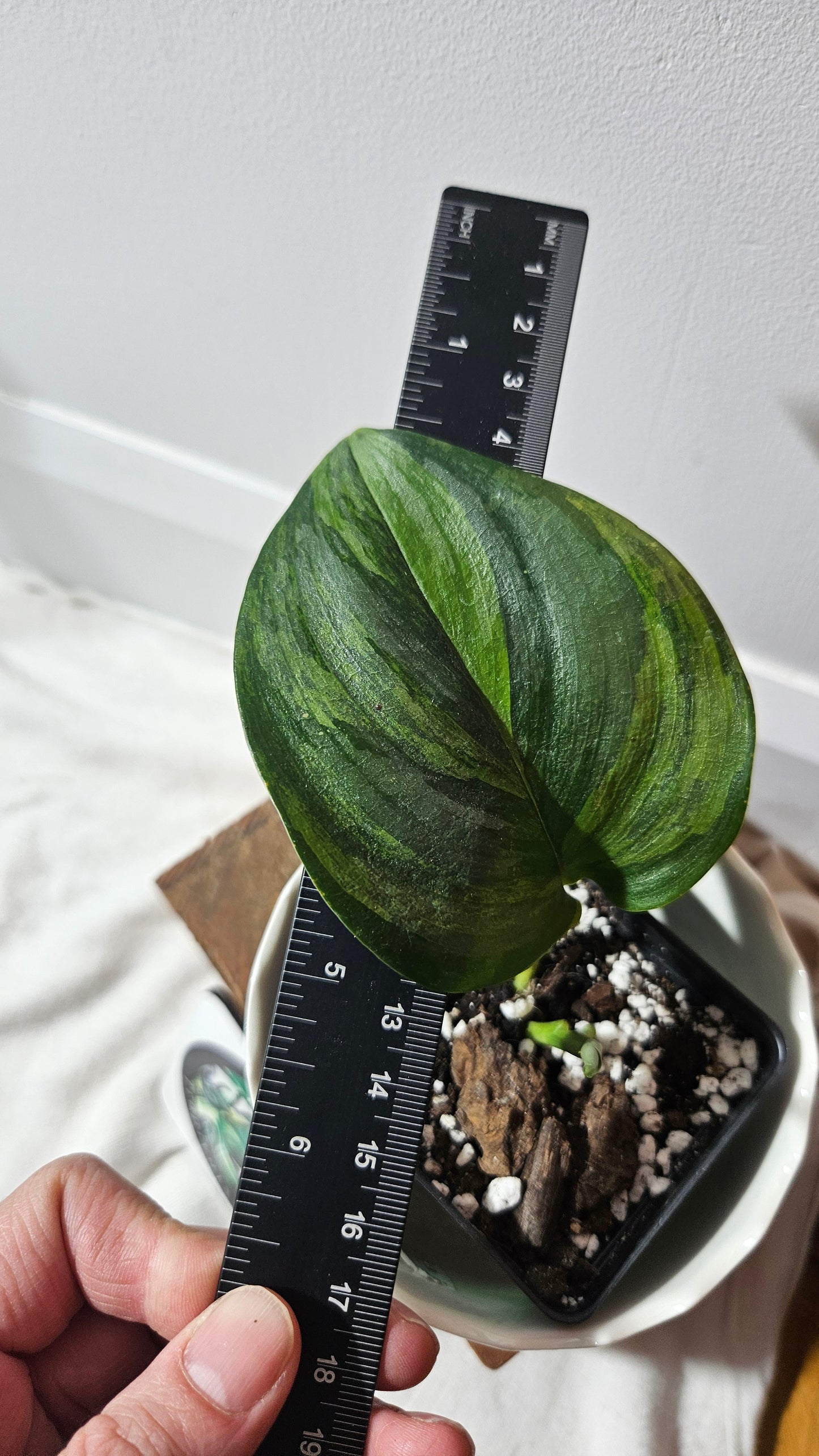 Scindapsus Treubii Moonlight "Green on green" (SCI-806)