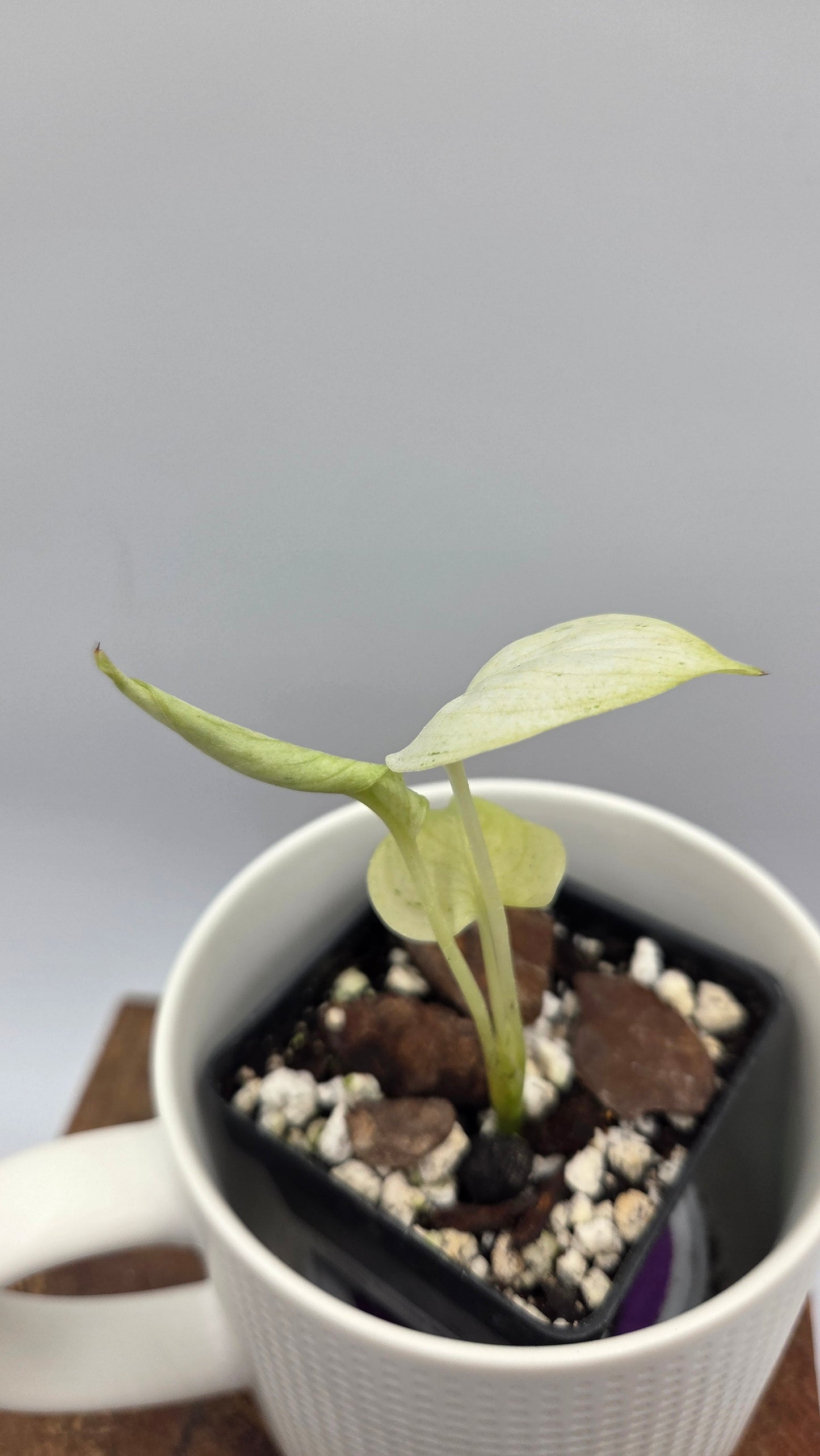 Scindapsus Hederaceus White Mint (SCI-1458)