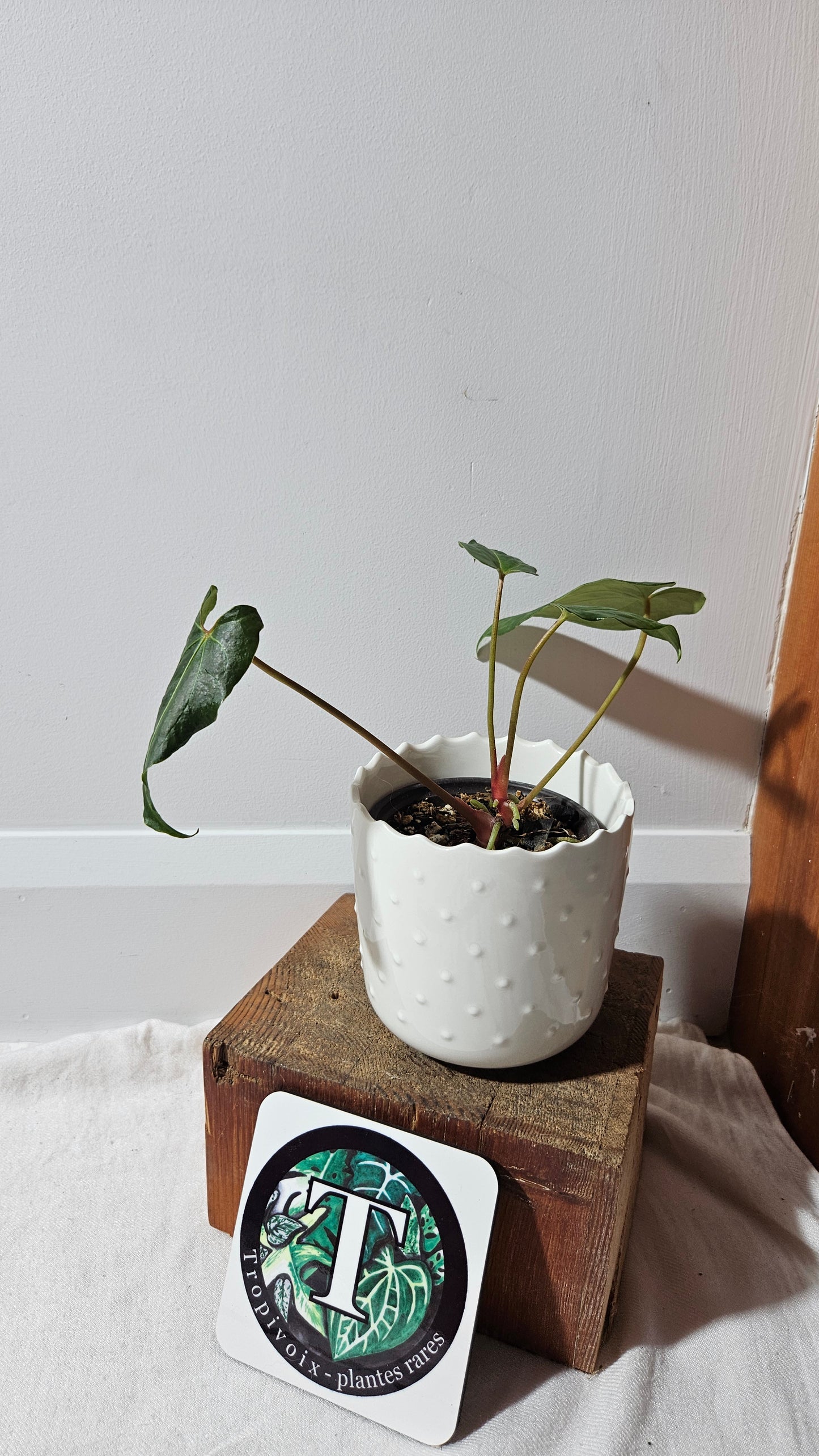 Anthurium Blue Ocean (Blue Papi X AOS) "format MOYEN" (ANT-316)