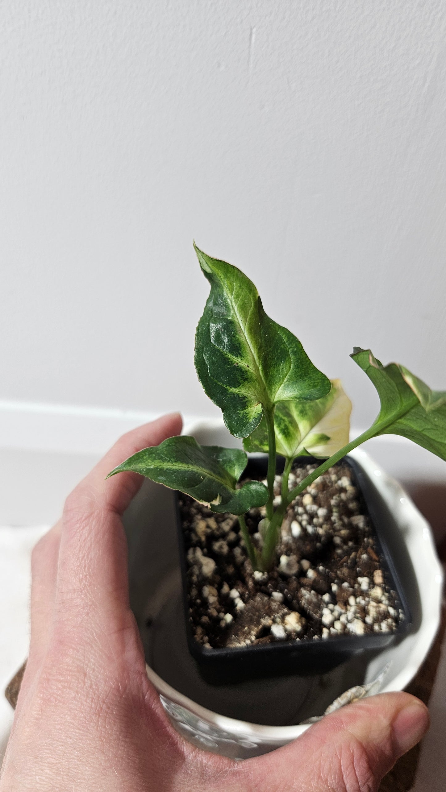 Syngonium T25 (SYN-404)