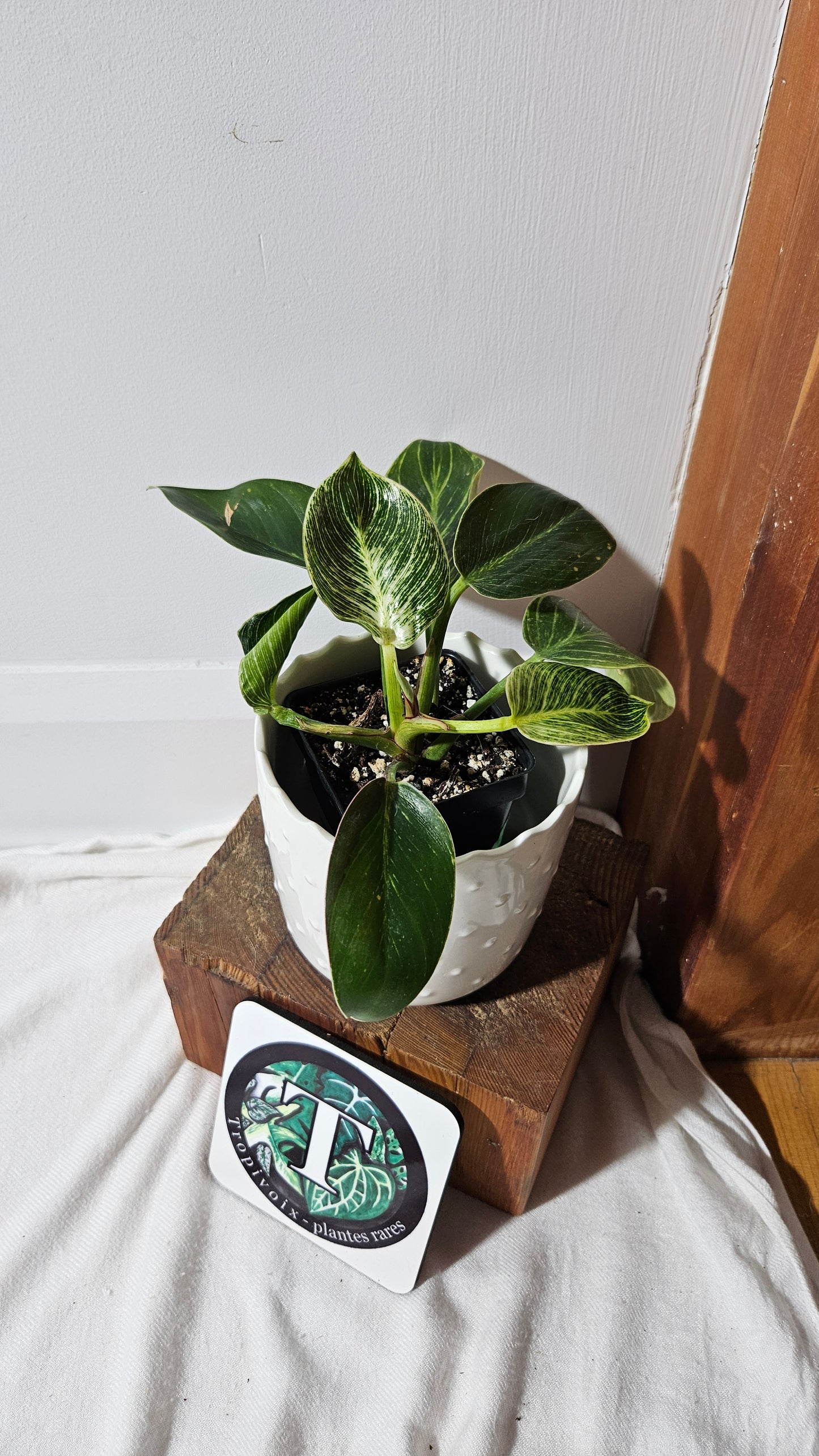 Philodendron Birkin (PHI-851)