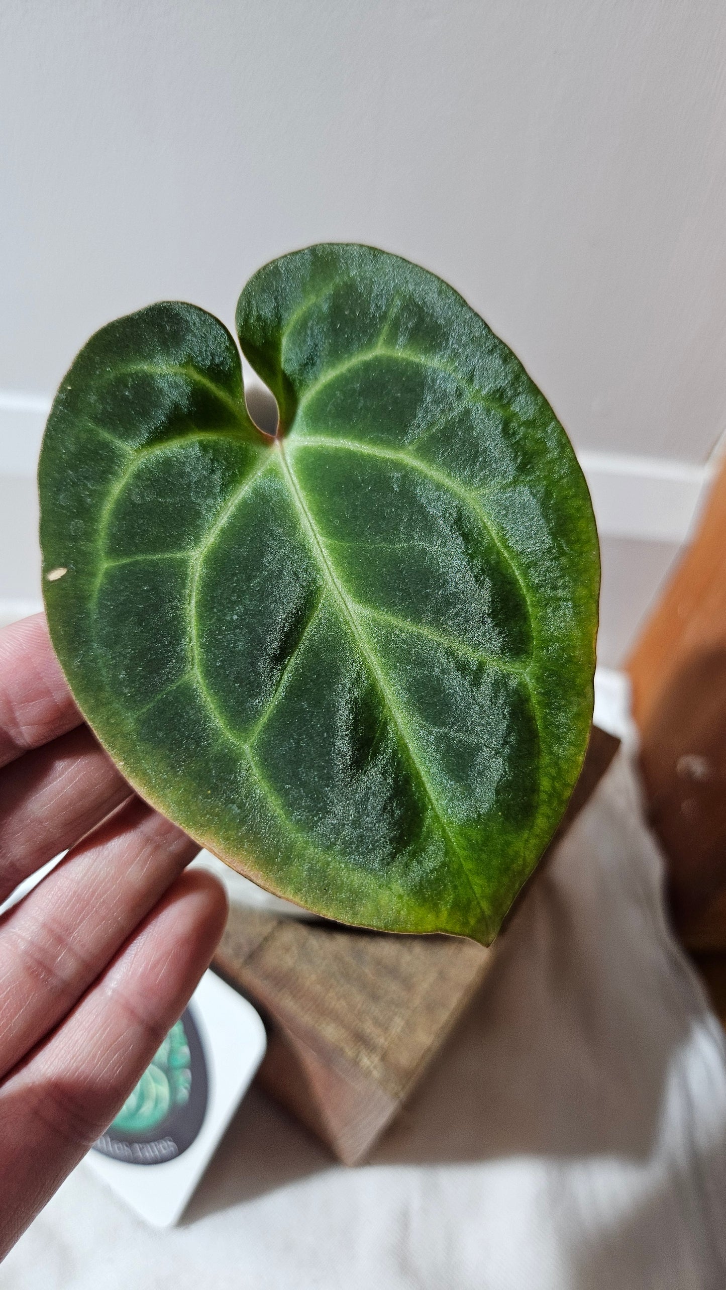 Anthurium Besseae Aff "Format PETIT" (ANT-441)