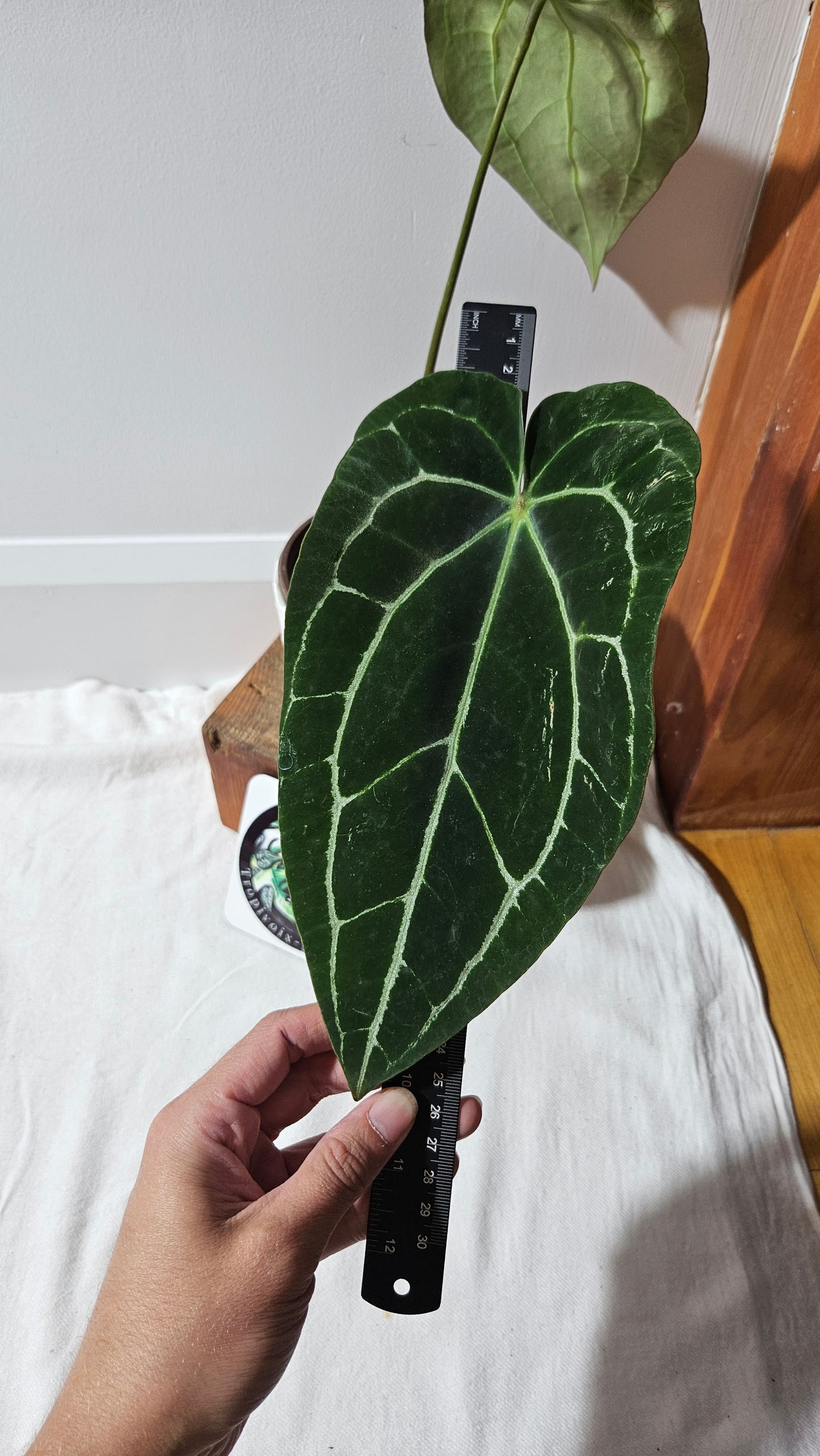 Anthurium Crystallinum Dark (ANT-415)