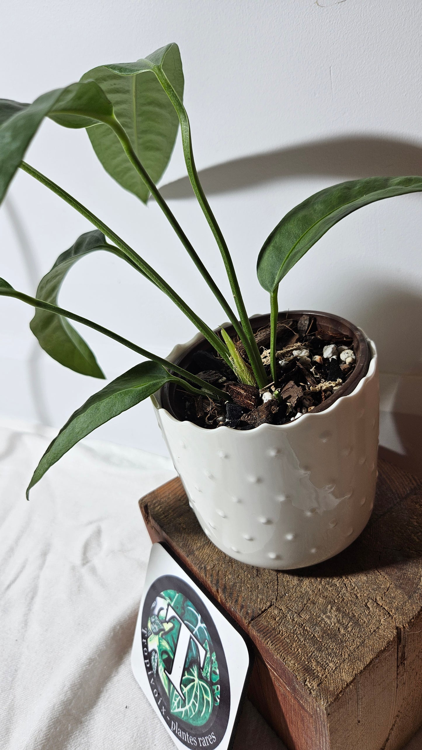 Anthurium SP Morona "LARGE format" (ANT-265)