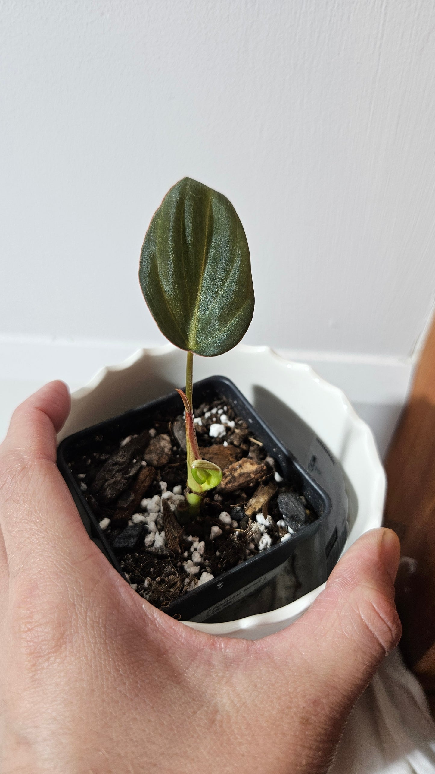 Philodendron Glorious (PHI-834)