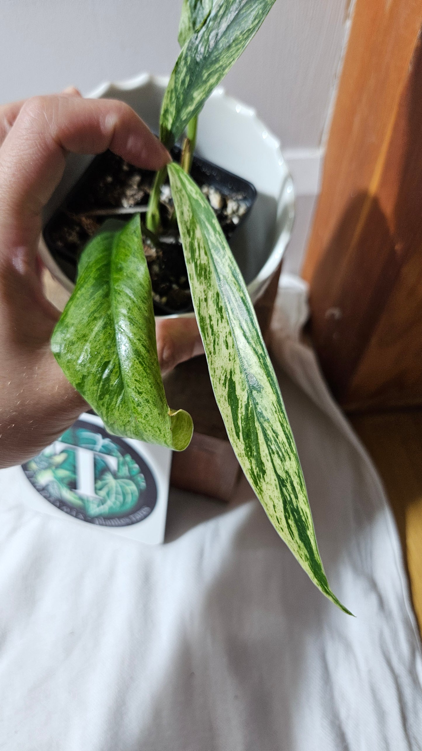 Rhaphidophora Megasperma Variegata (AUT-072)