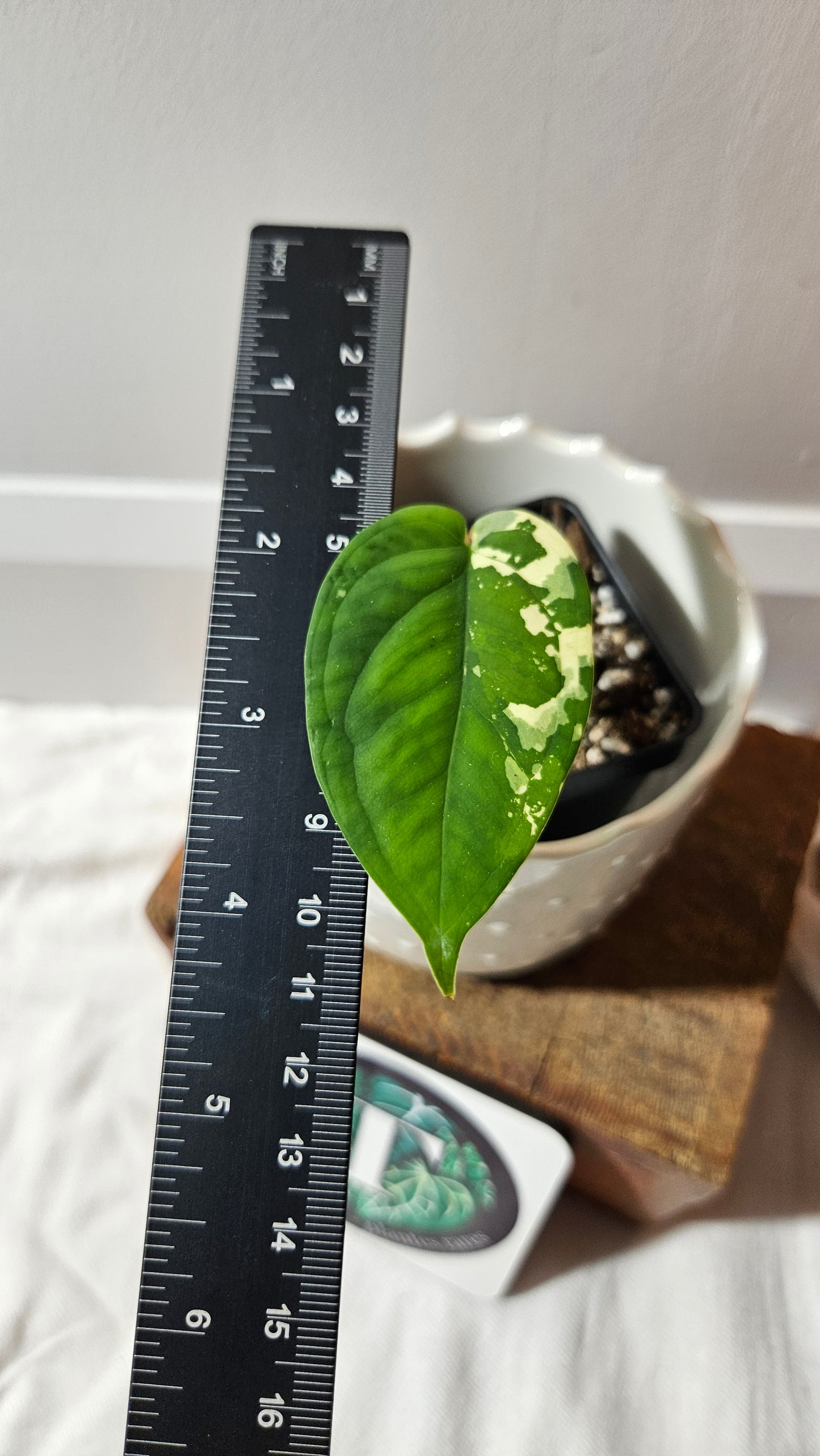 Syngonium Chiapense Albo (SYN-459)