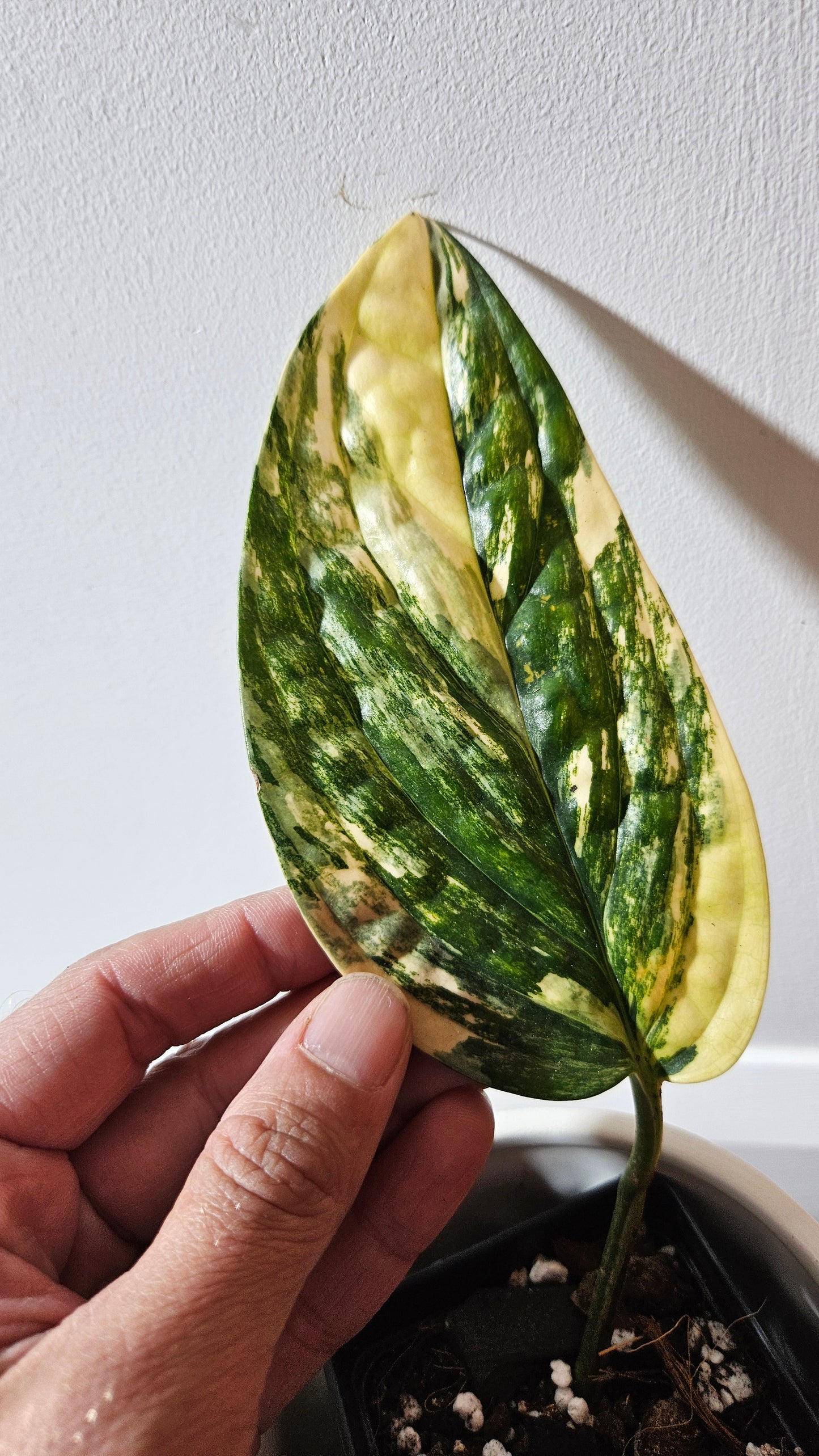 Monstera Karstenianum/Peru Variegata (MON-465)