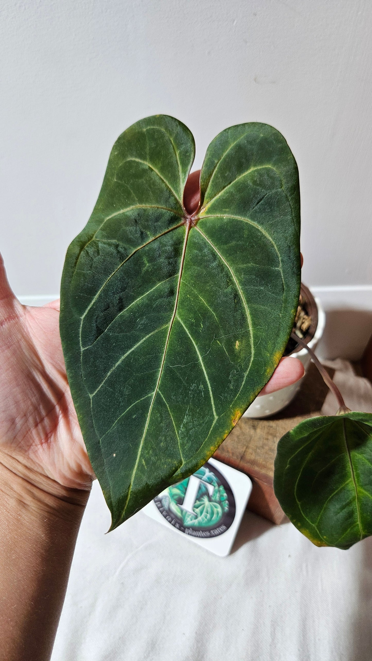Anthurium Blue Papi x Red Spider "format MOYEN" (ANT-183)