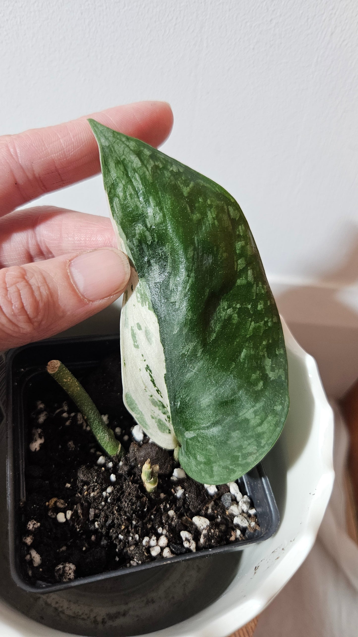 Scindapsus Blue Splash Variegata (SCI-997)