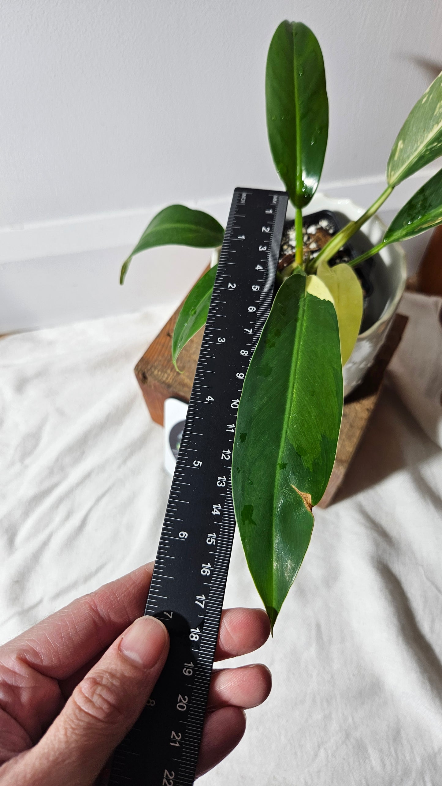 Philodendron Wend Imbe Variegata (PHI-698)