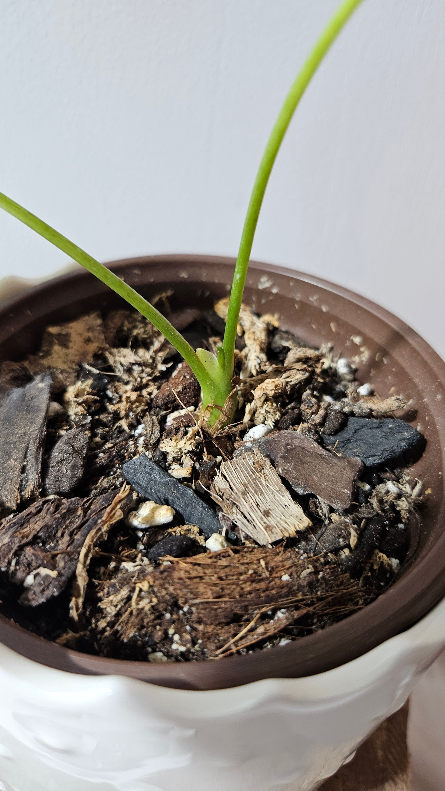 Anthurium Balaoanum "format PETIT" (ANT-533)