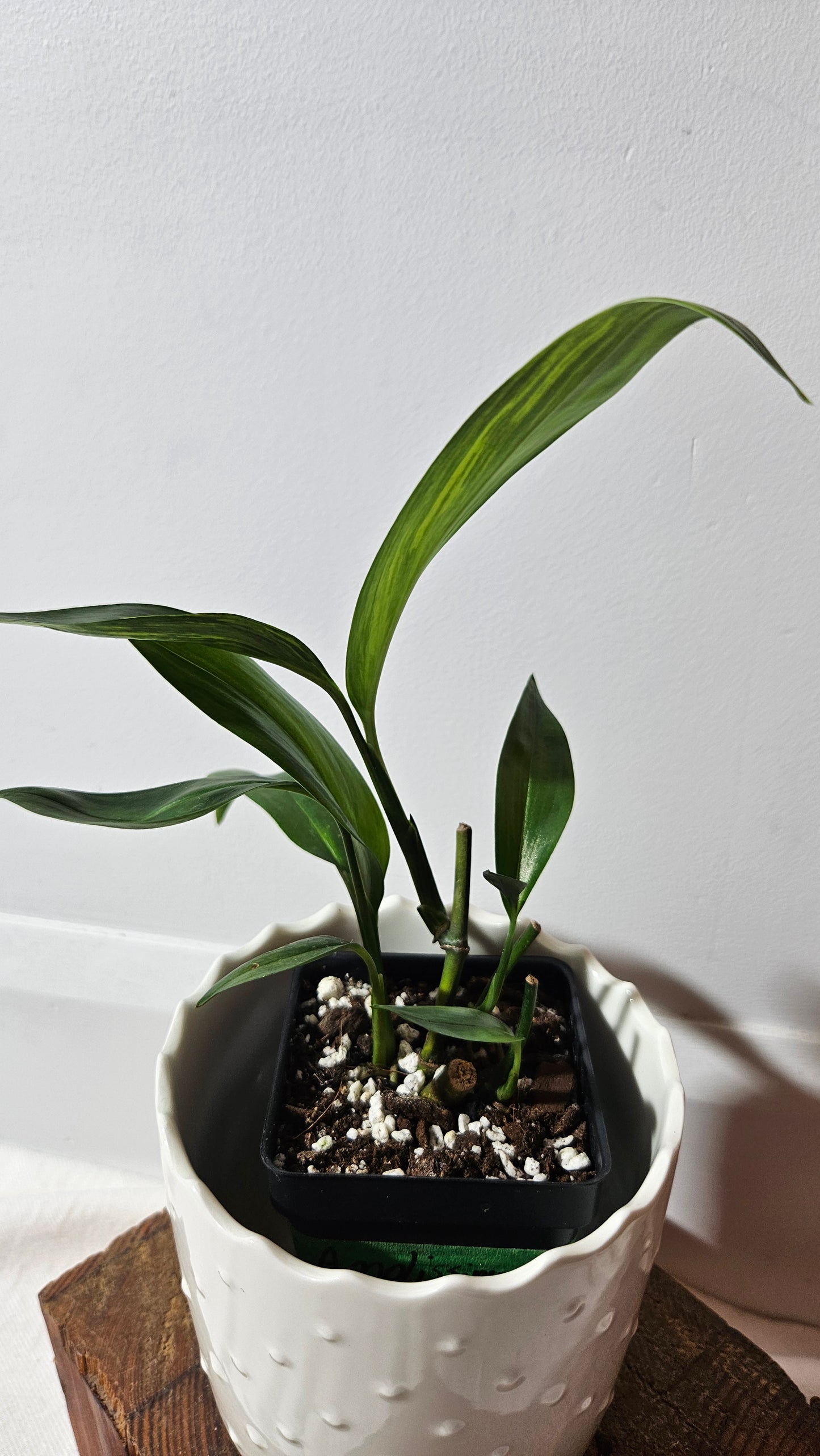 Epipremnum Amplissinum Variegata (EPI-217)