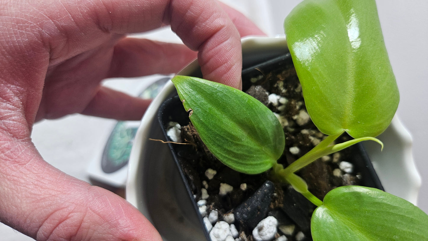 Philodendron Gold Violin/Bipennifolium (PHI-699)