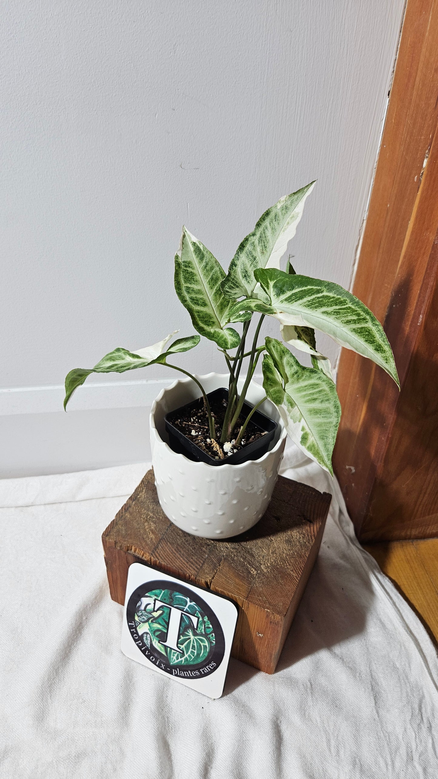 Syngonium T25 (SYN-430)